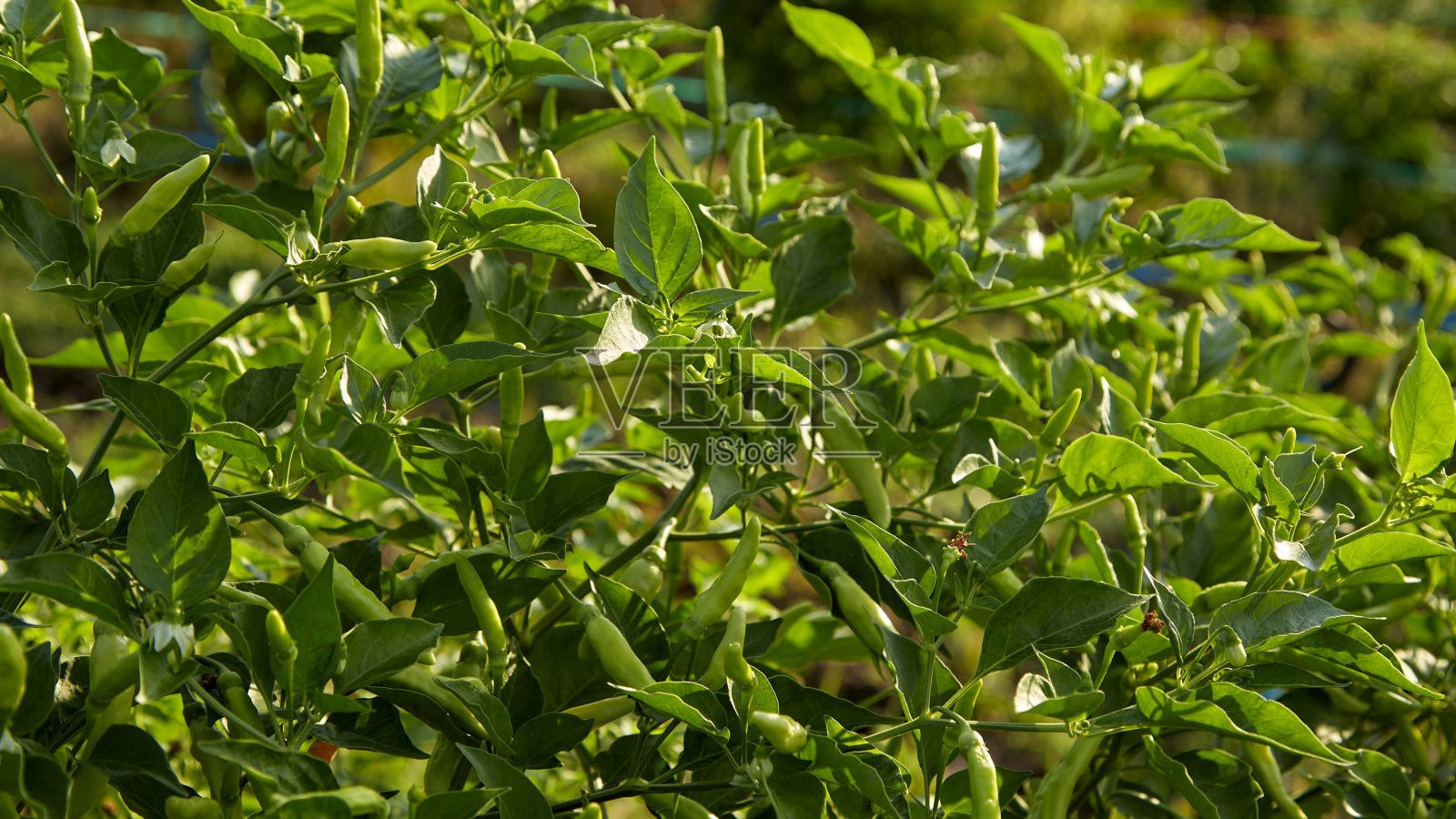 菜园子里树上的辣椒照片摄影图片