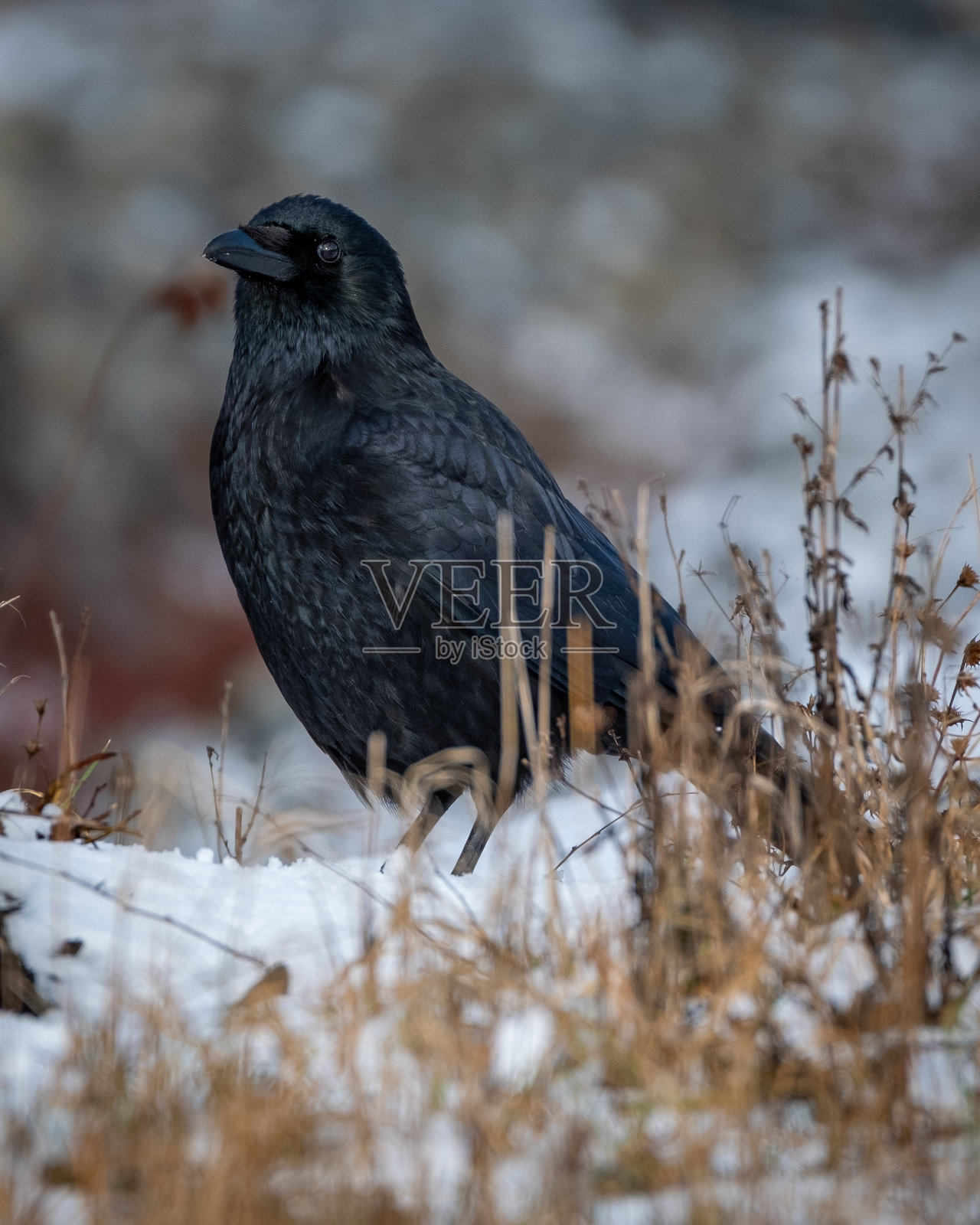 乌鸦照片摄影图片