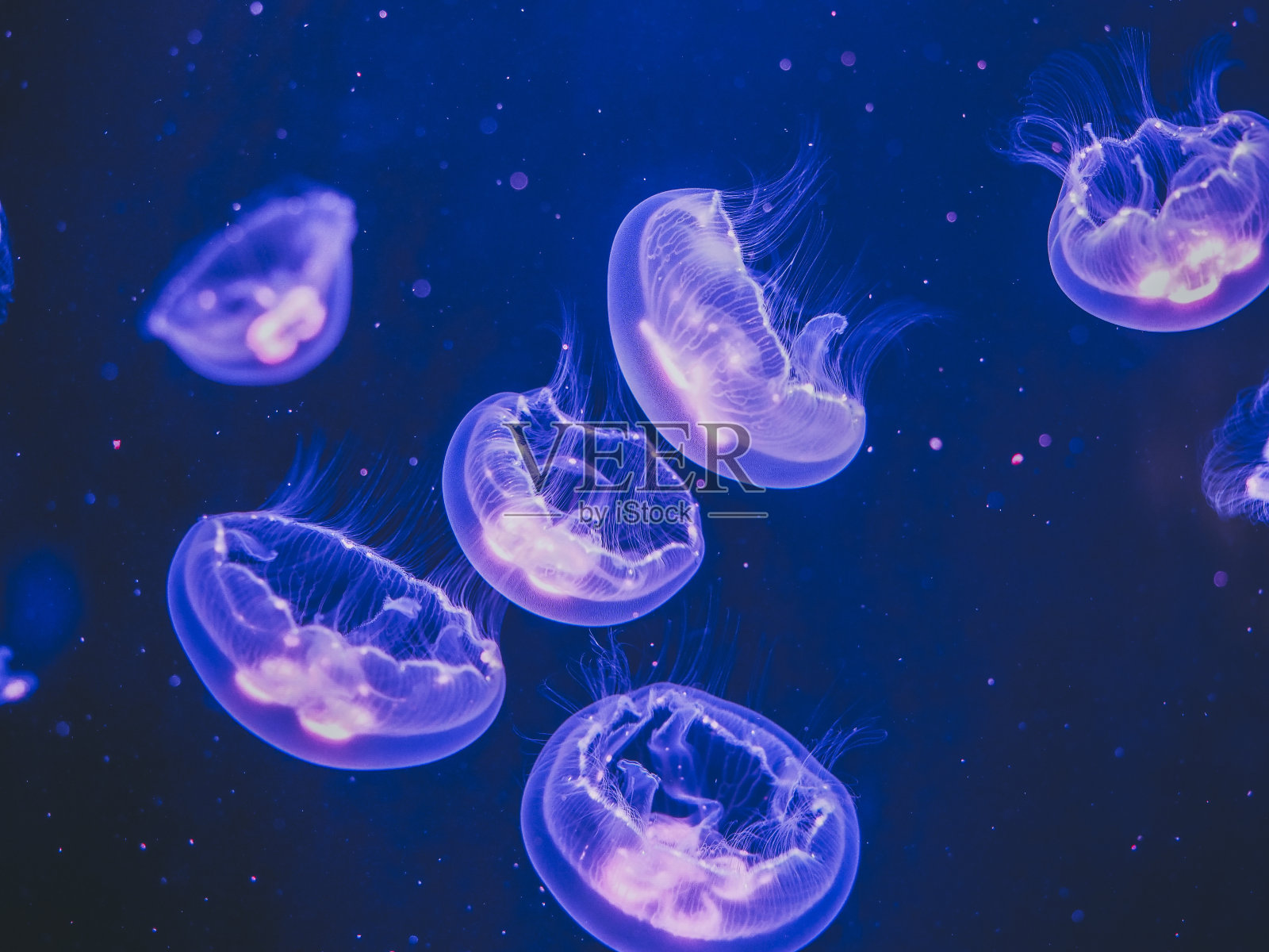 月亮水母在水族馆里游泳照片摄影图片