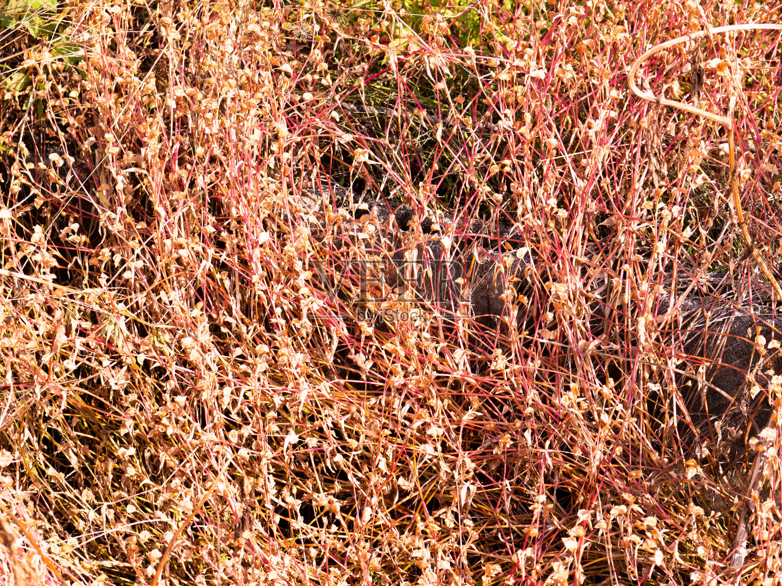 柿子树。日本乡村的柿子农场。照片摄影图片