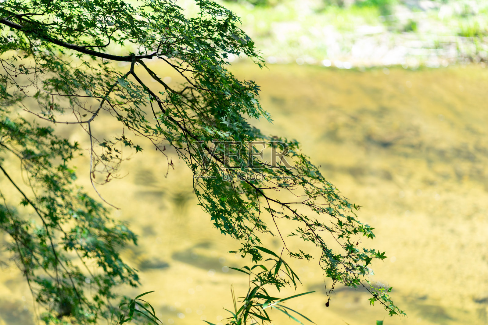 Fukuroda的瀑布。日本茨城县。漂亮的瀑布。照片摄影图片