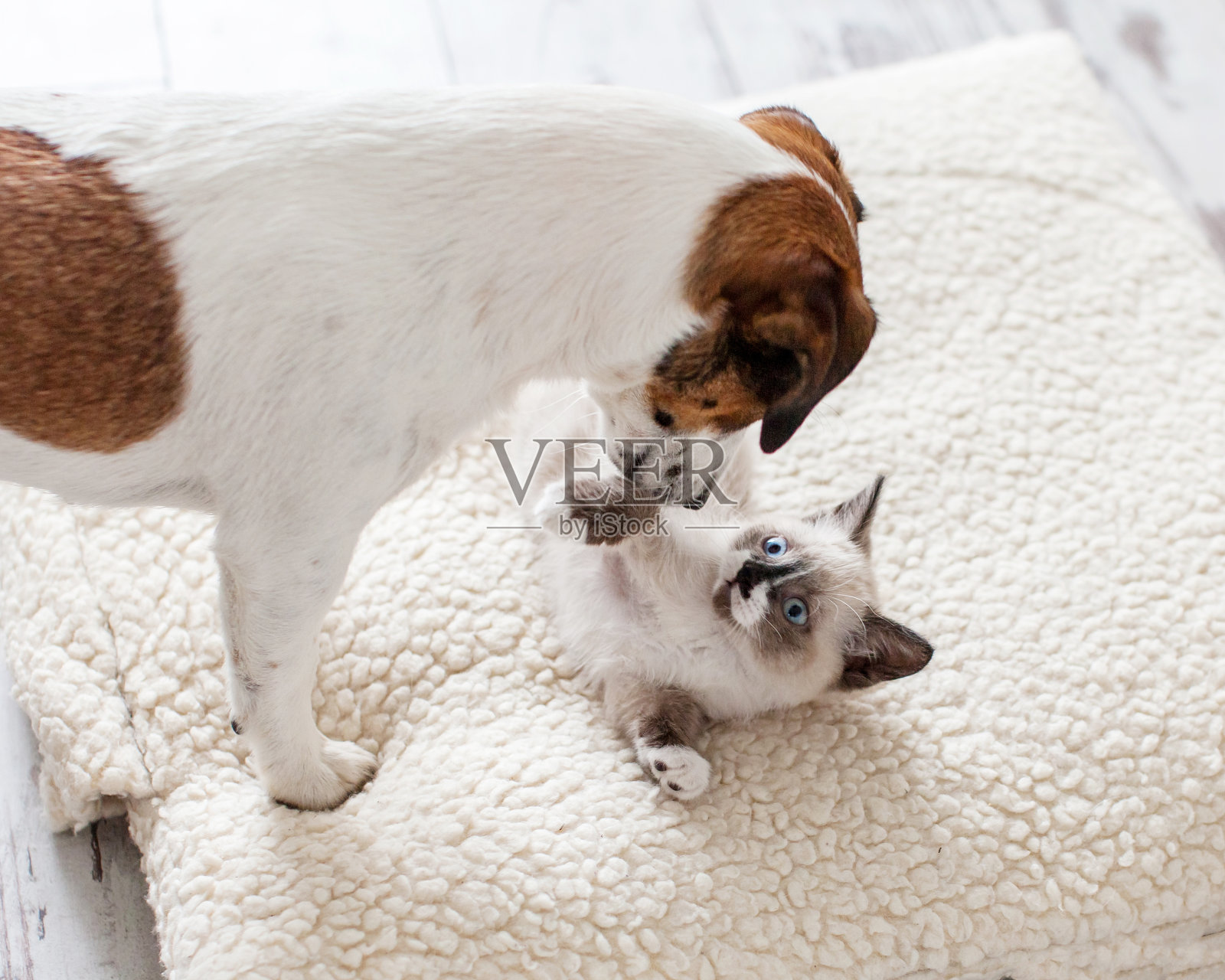 狗和猫是最好的朋友，在家里一起玩耍照片摄影图片