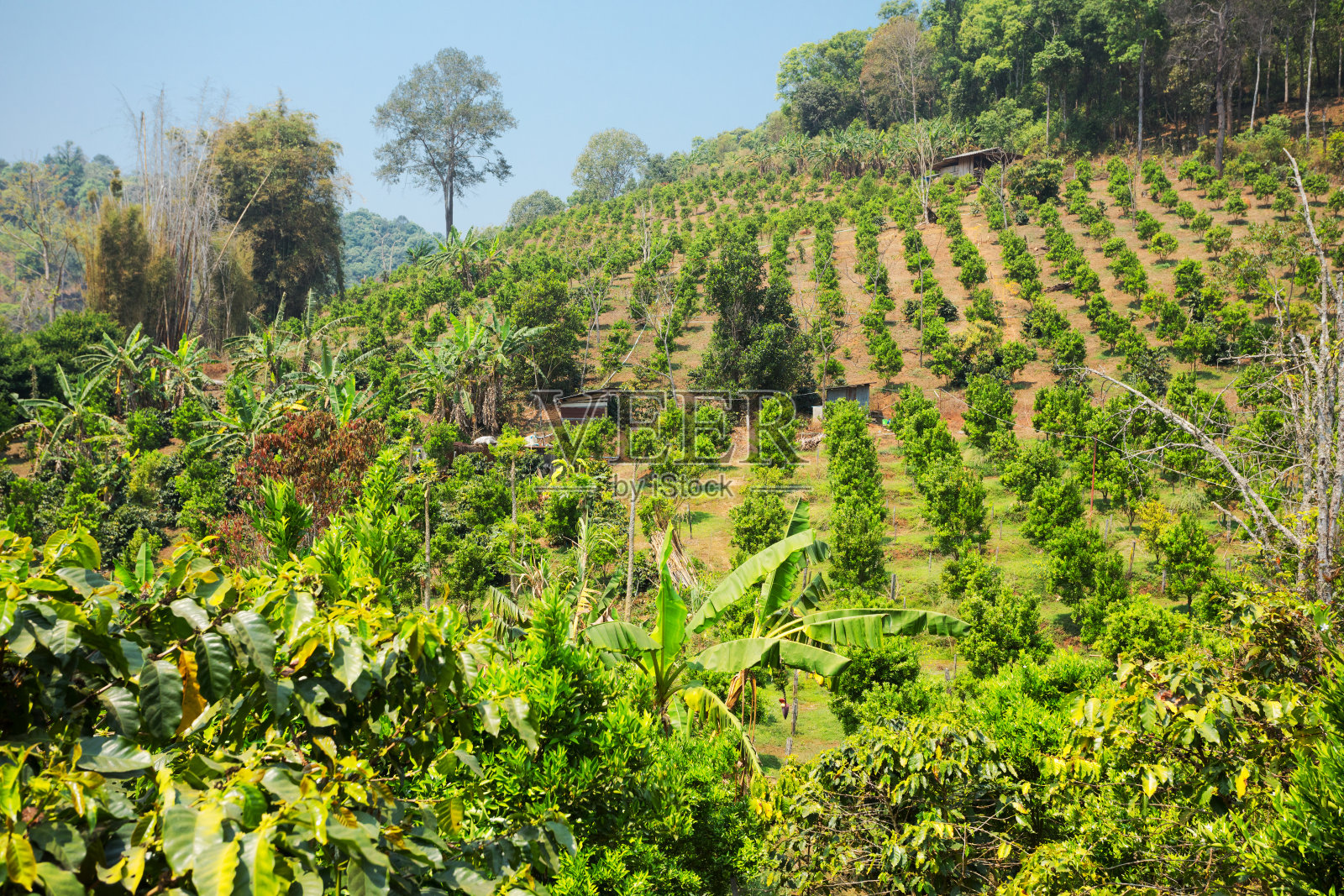 位于清迈省，山上有果树种植园照片摄影图片