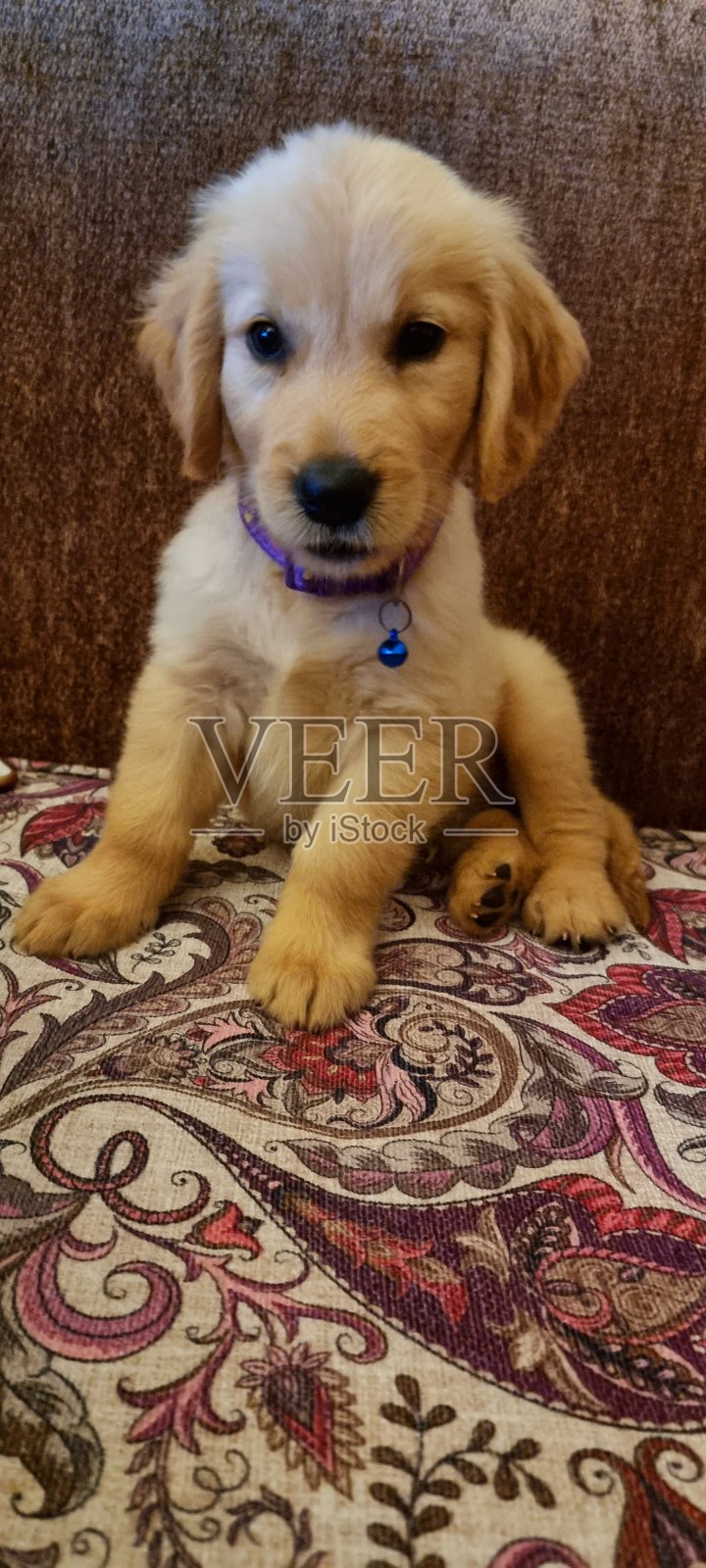 金色小狗照片摄影图片