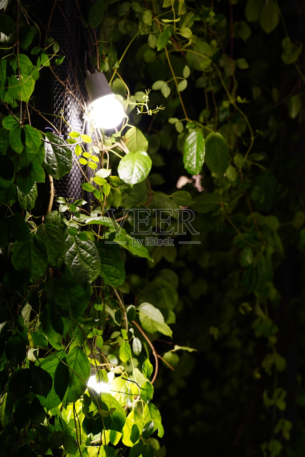 装饰灯及花园照片摄影图片