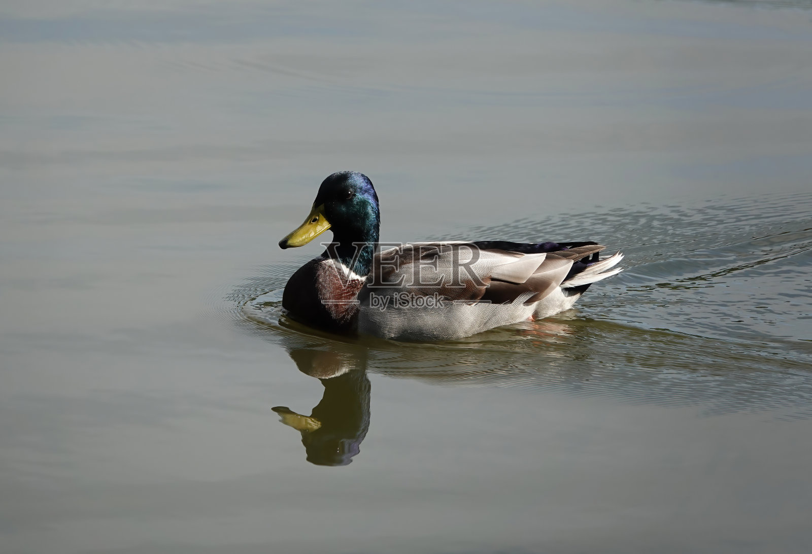 这是一张美丽的照片，在一个阳光明媚的日子里，一只雄性野鸭游过一个平静的池塘。照片摄影图片