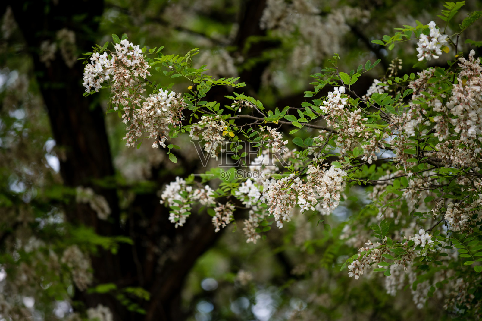 金合欢花照片摄影图片