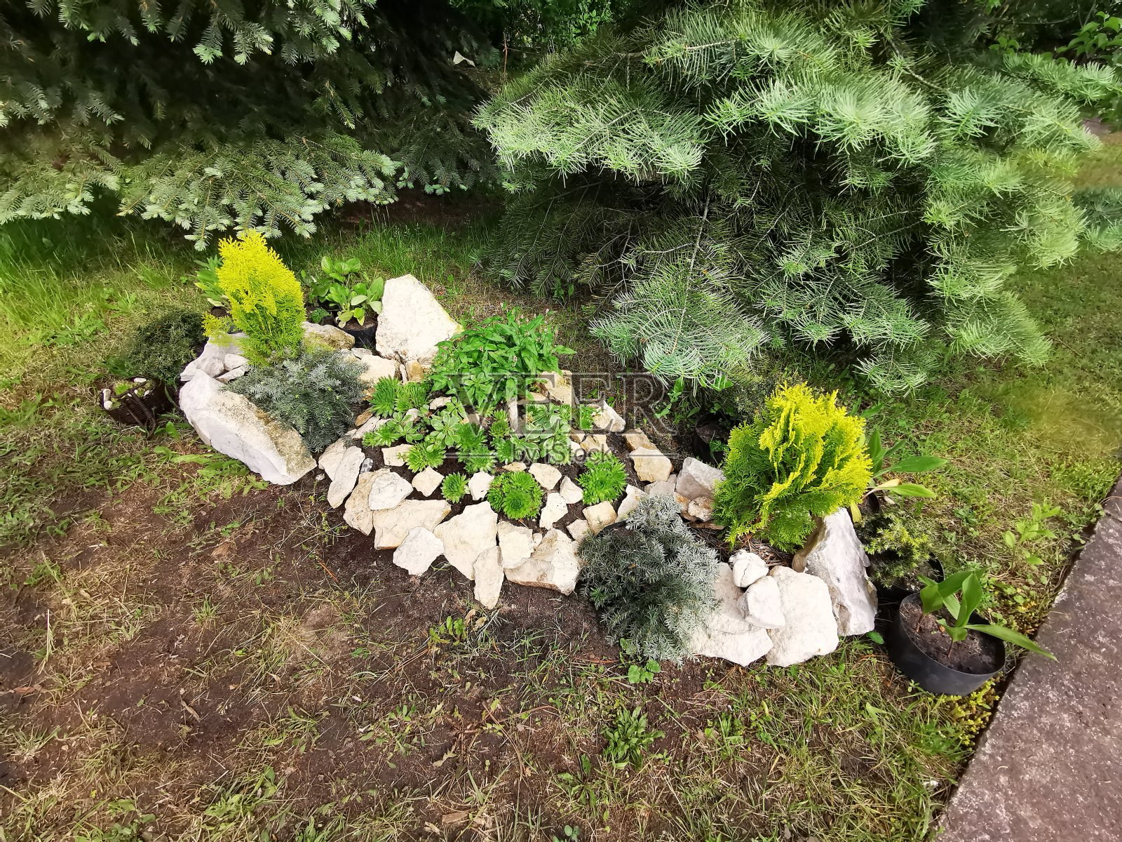 装饰结球果的灌木照片摄影图片