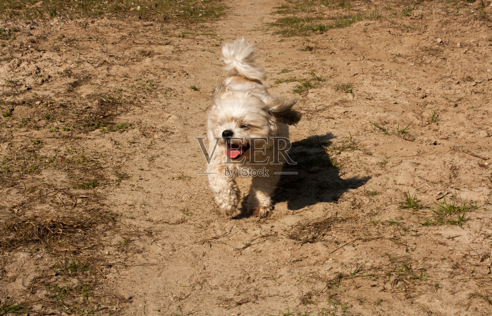 公园里散步的小杂种狗照片摄影图片