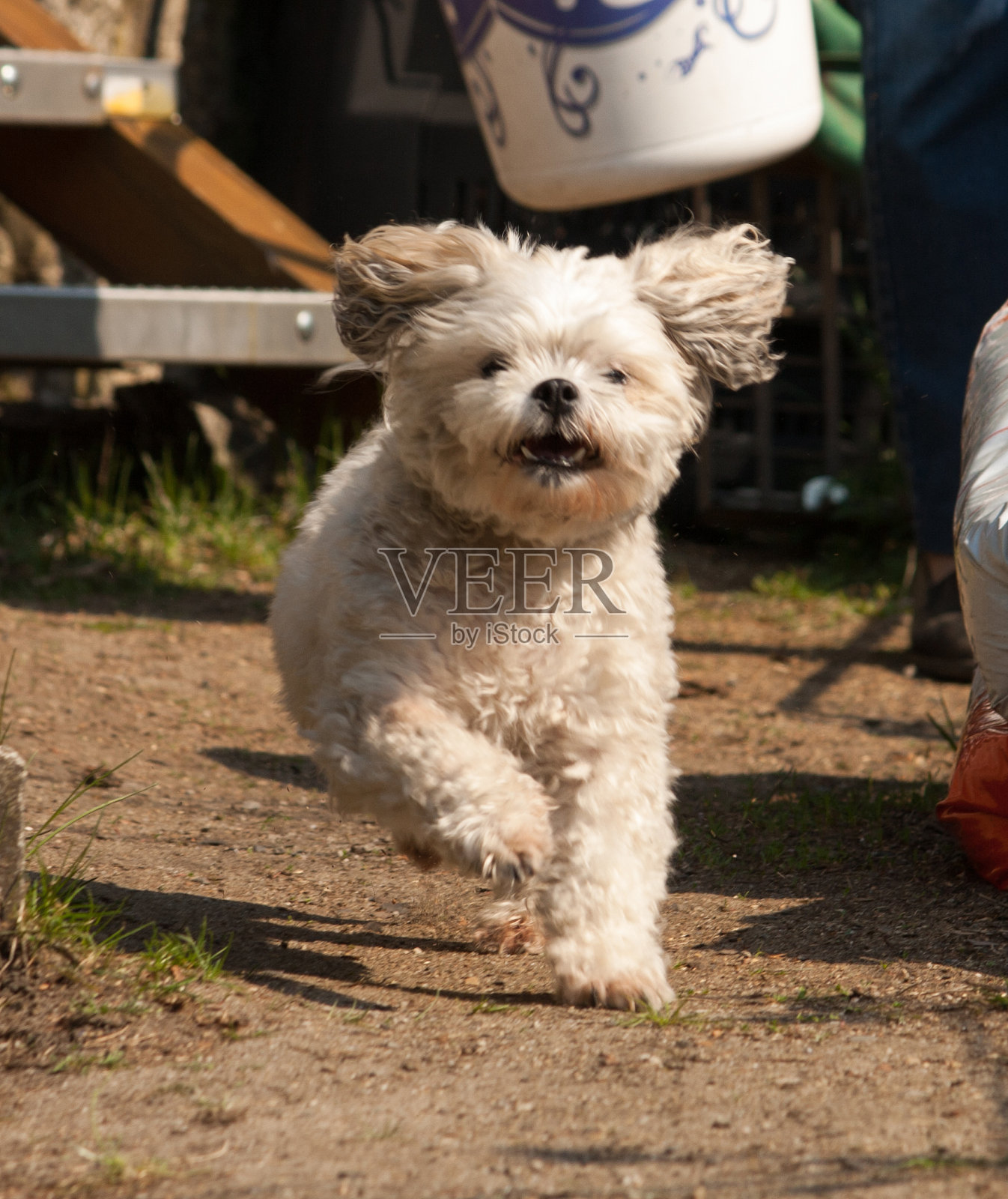 公园里散步的小杂种狗照片摄影图片
