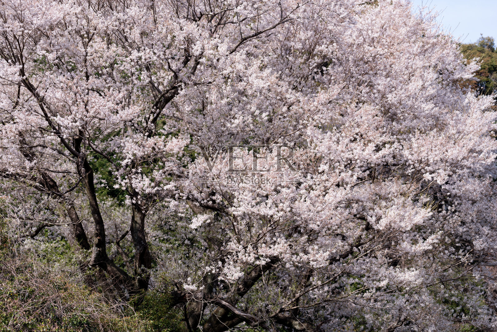 樱花盛开照片摄影图片