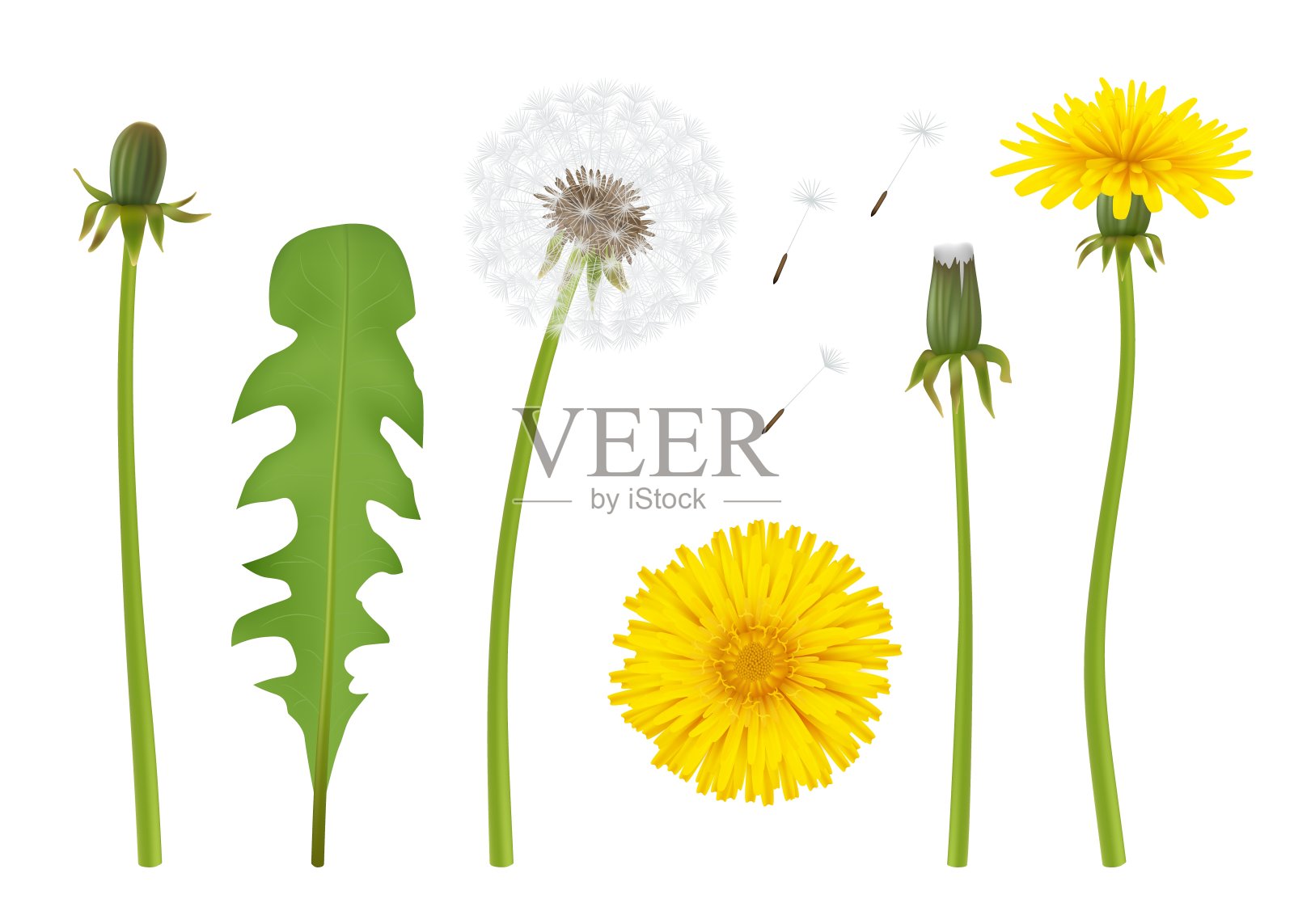 蒲公英。现实的黄花与叶美丽的蒲公英与透明部分象样矢量插图孤立插画图片素材