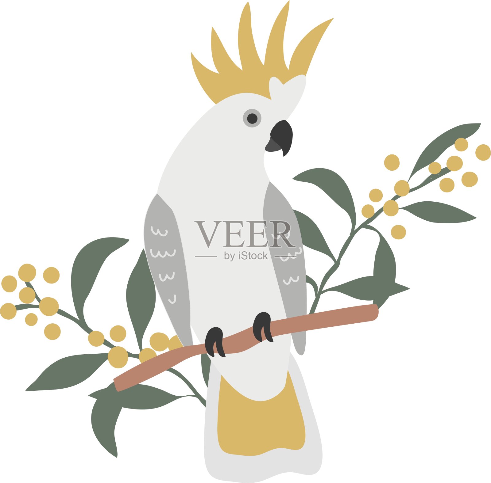 澳大利亚本土鹦鹉硫磺凤头鹦鹉与金合花含羞草叶子和花元素在白色背景上插画图片素材