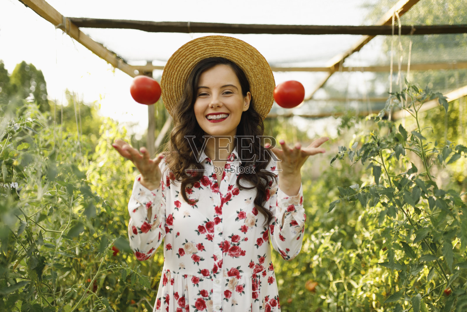 年轻漂亮的农场女工采摘成熟的番茄照片摄影图片