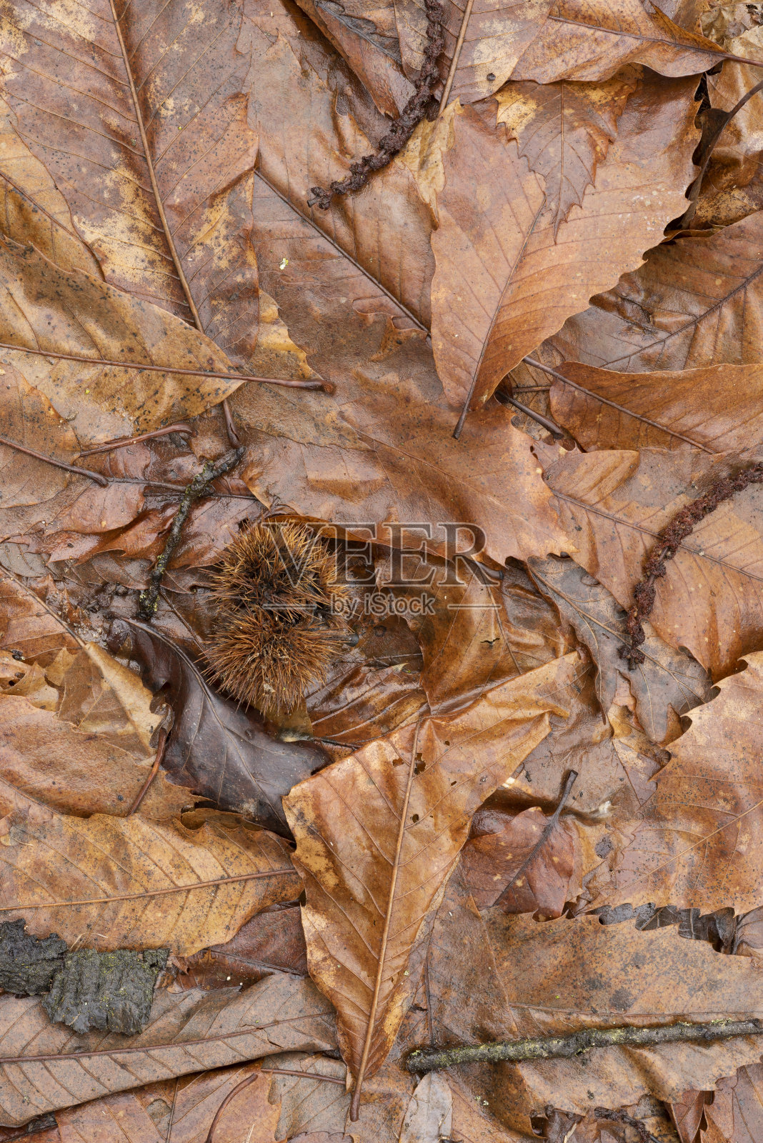 棕色的叶子背景接近照片摄影图片