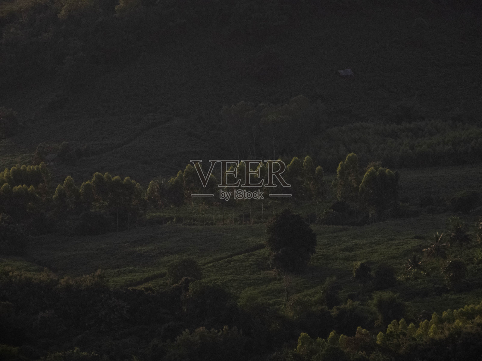 令人惊叹的日出在雾蒙蒙的景观。雾蒙蒙的早晨天空的风景与初升的太阳在雾蒙蒙的森林照片摄影图片