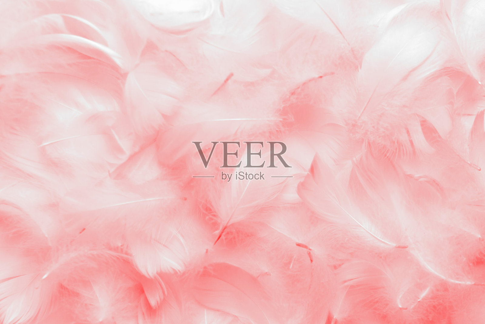 美丽柔软的粉红色羽毛图案纹理背景。天鹅的羽毛。情人节卡片照片摄影图片