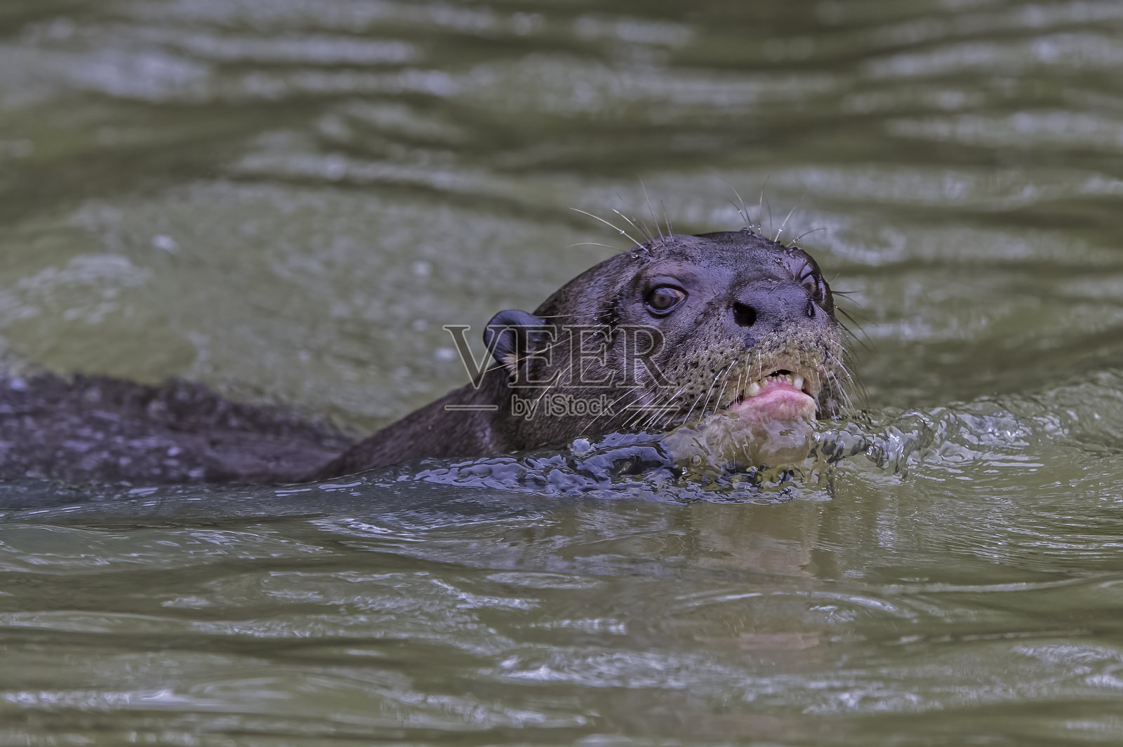 巨型水獭(巴西翼龙)是一种南美食肉哺乳动物，发现于巴西潘塔纳尔。游泳。照片摄影图片