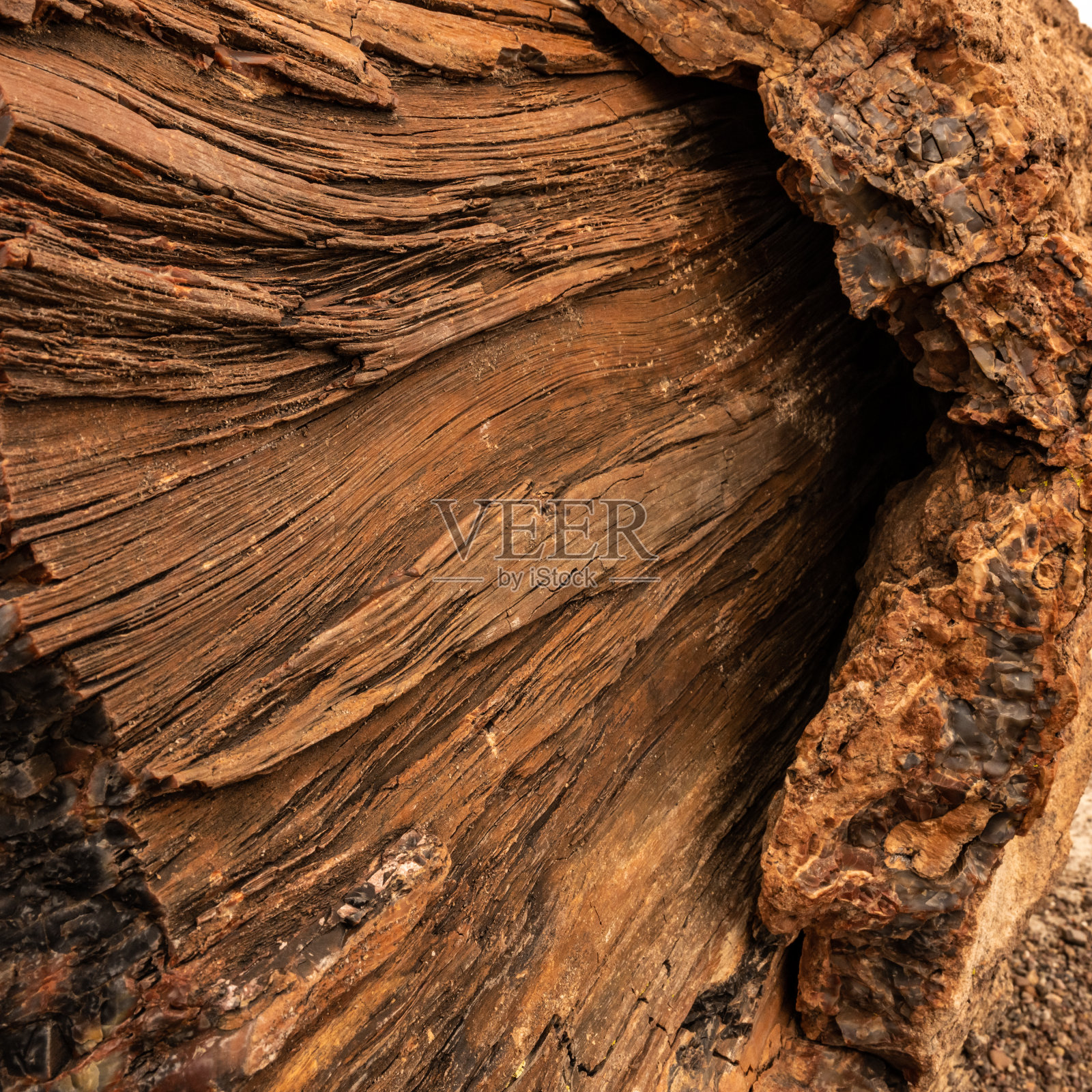 木纹纹理石化树照片摄影图片