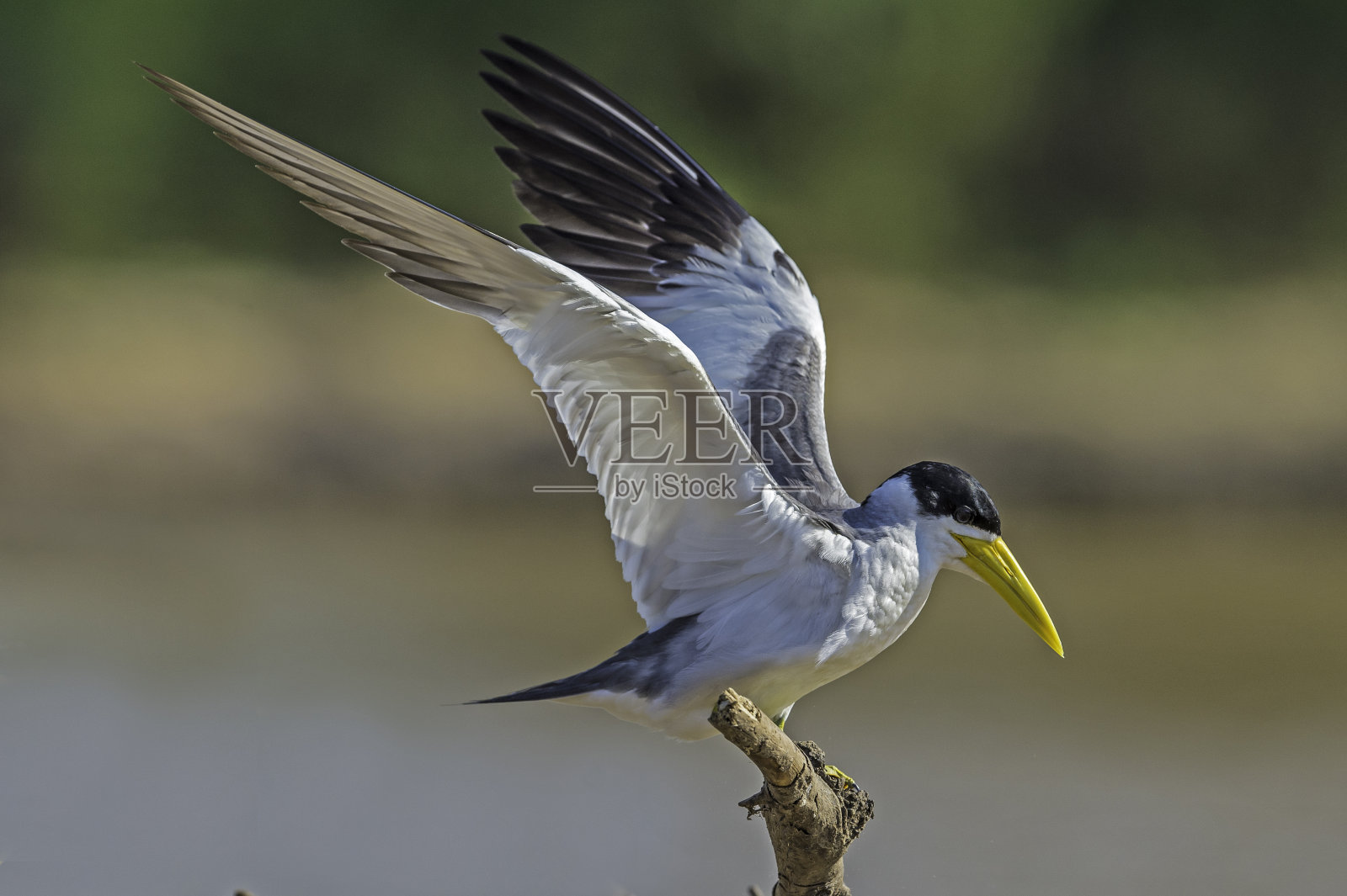 大嘴燕鸥(Phaetusa simplex)是燕鸥科的一种。发现于巴西潘塔纳尔地区。照片摄影图片