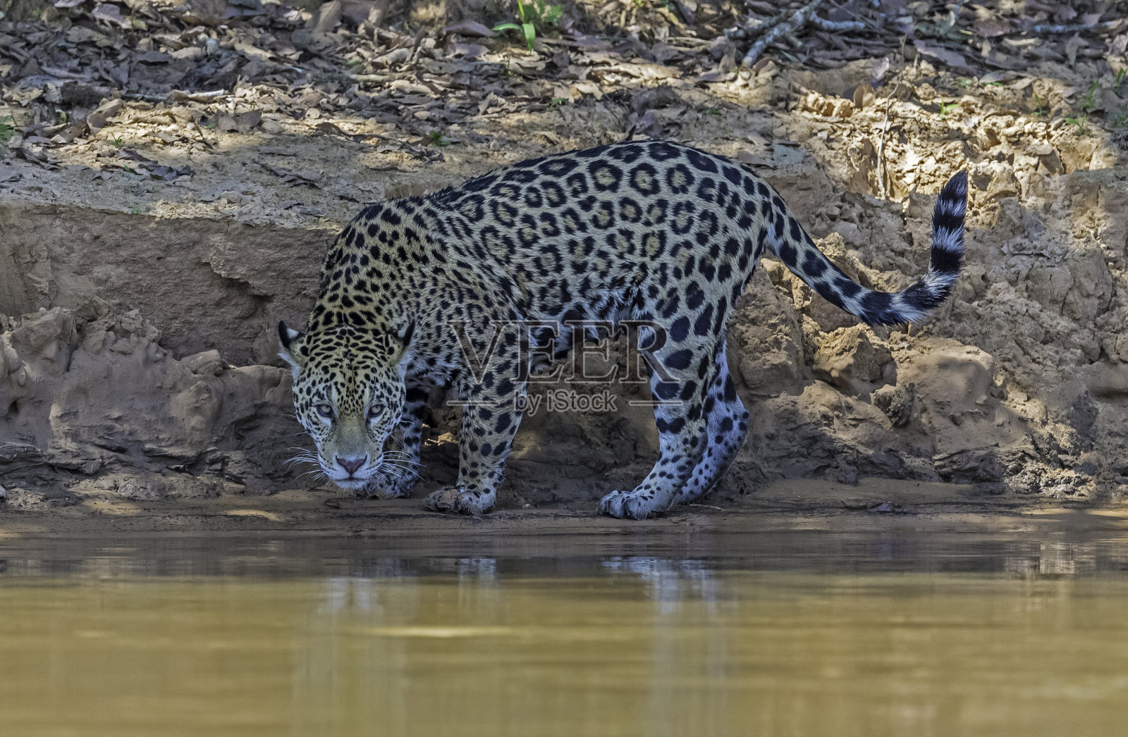 美洲虎(Panthera onca)是一种大型猫科动物，是美洲虎属猫科动物，是美洲唯一现存的美洲虎物种，在巴西潘塔纳尔发现。照片摄影图片