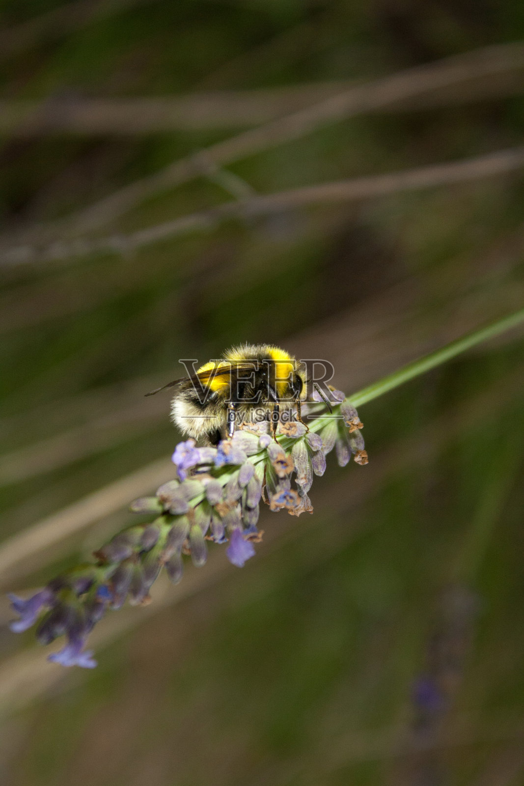 大黄蜂从薰衣草上采集花蜜照片摄影图片