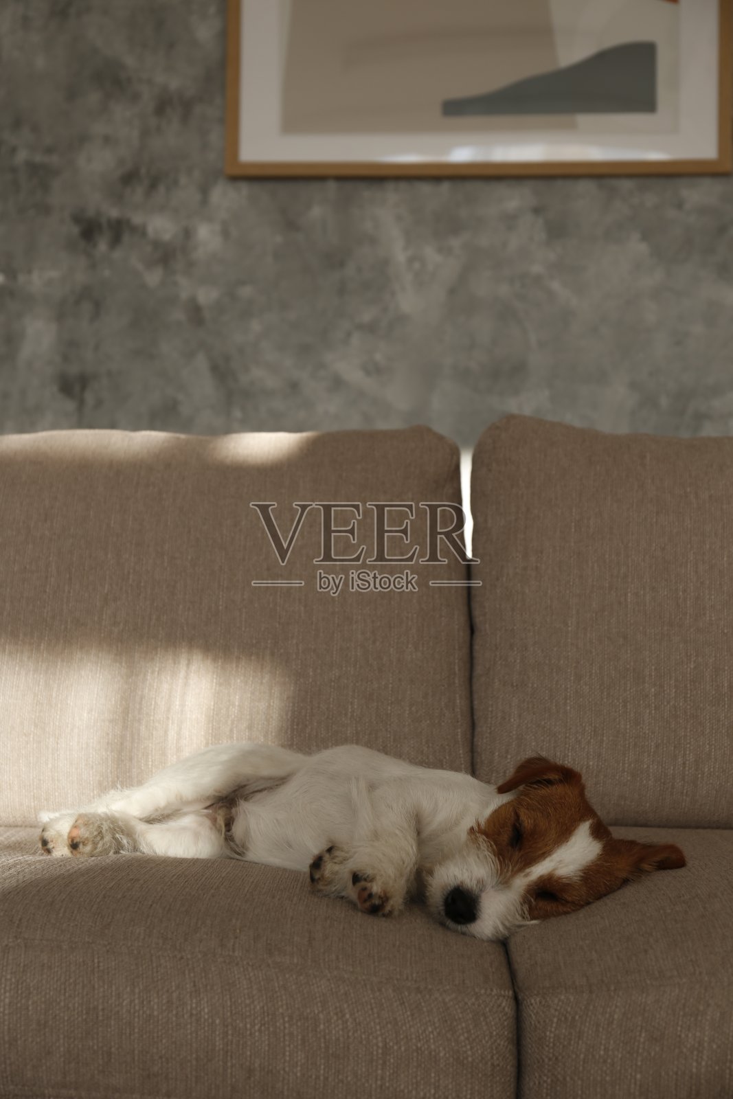 可爱的小品种狗在家里冷却。照片摄影图片