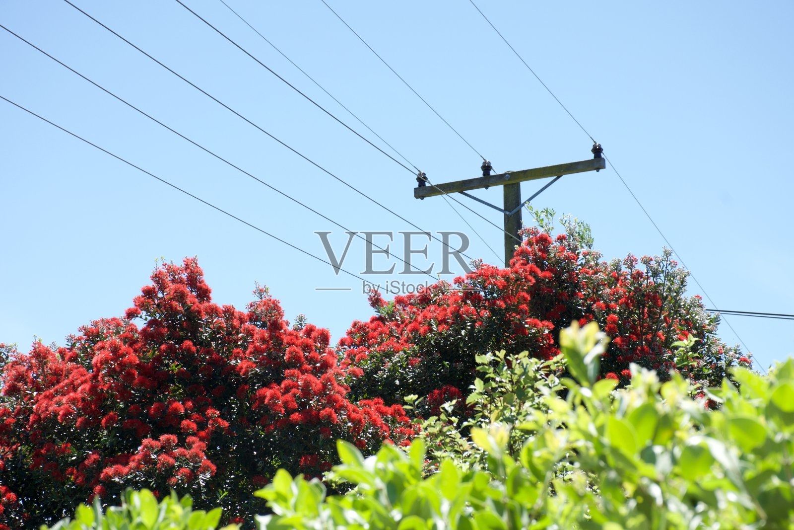 新西兰农村地区的电力线塔照片摄影图片