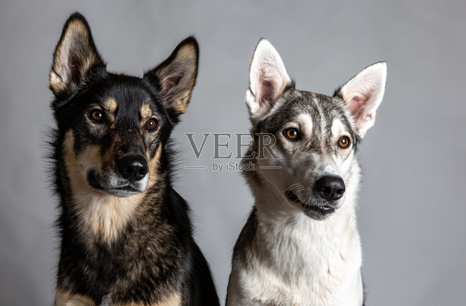 阿拉斯加雪橇犬照片摄影图片