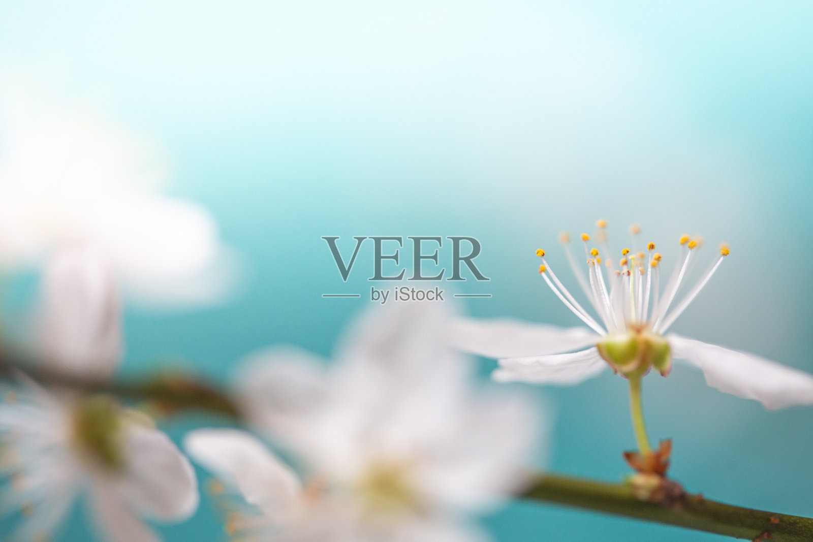 果树的花照片摄影图片