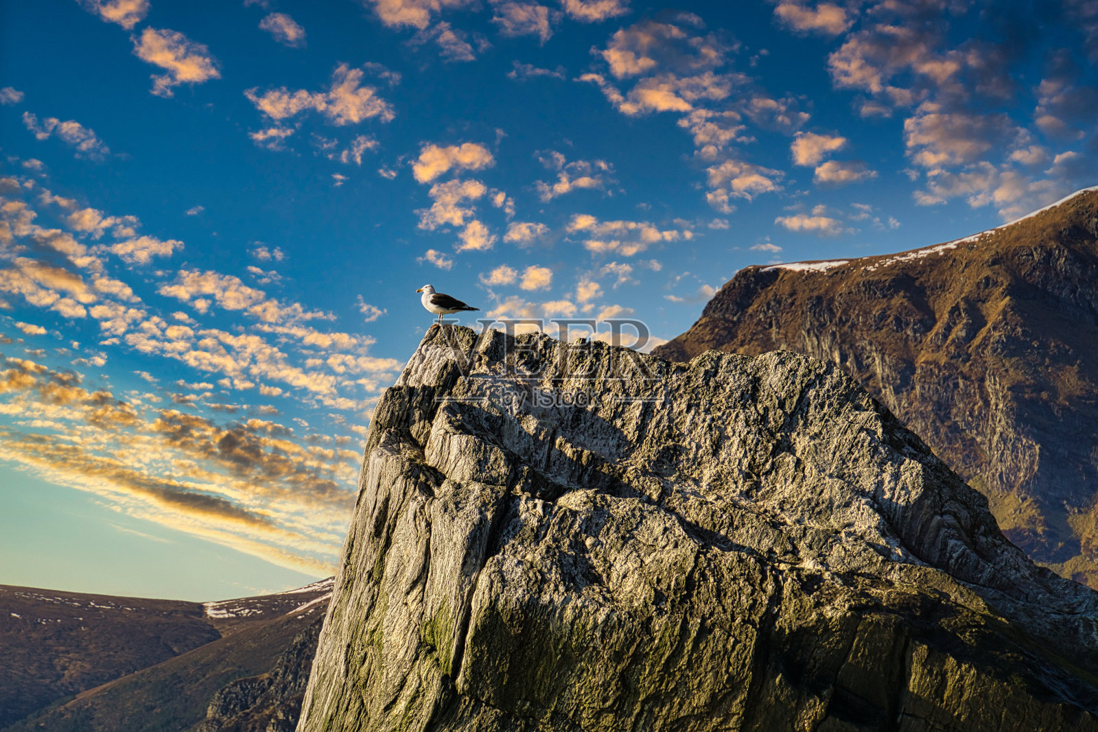 在挪威的塞尔杰，海鸥在夕阳下的景象。照片摄影图片