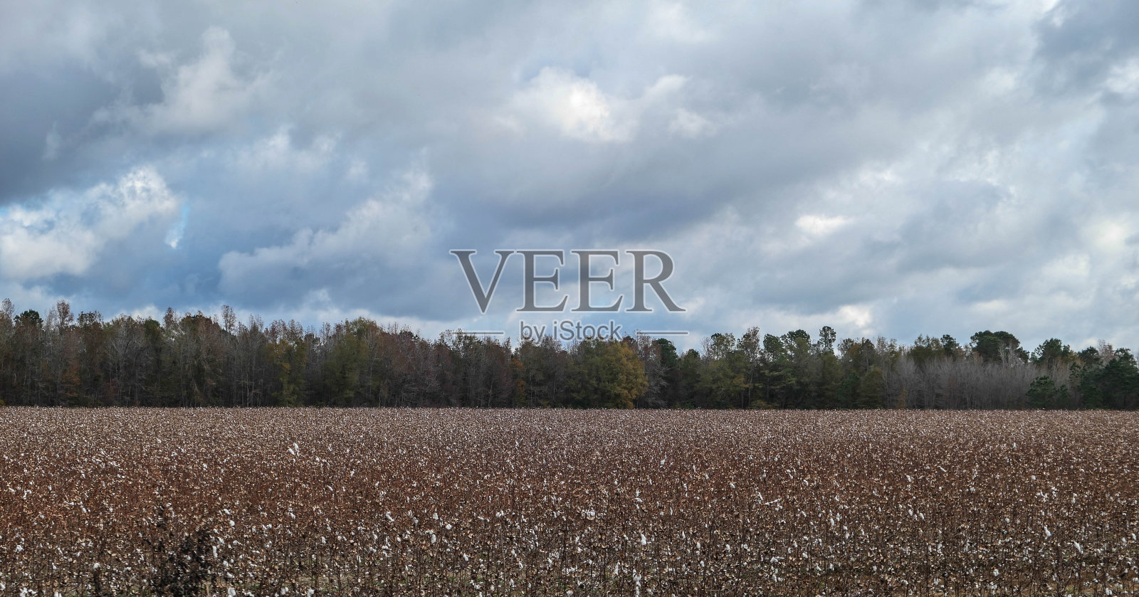 棉田照片摄影图片