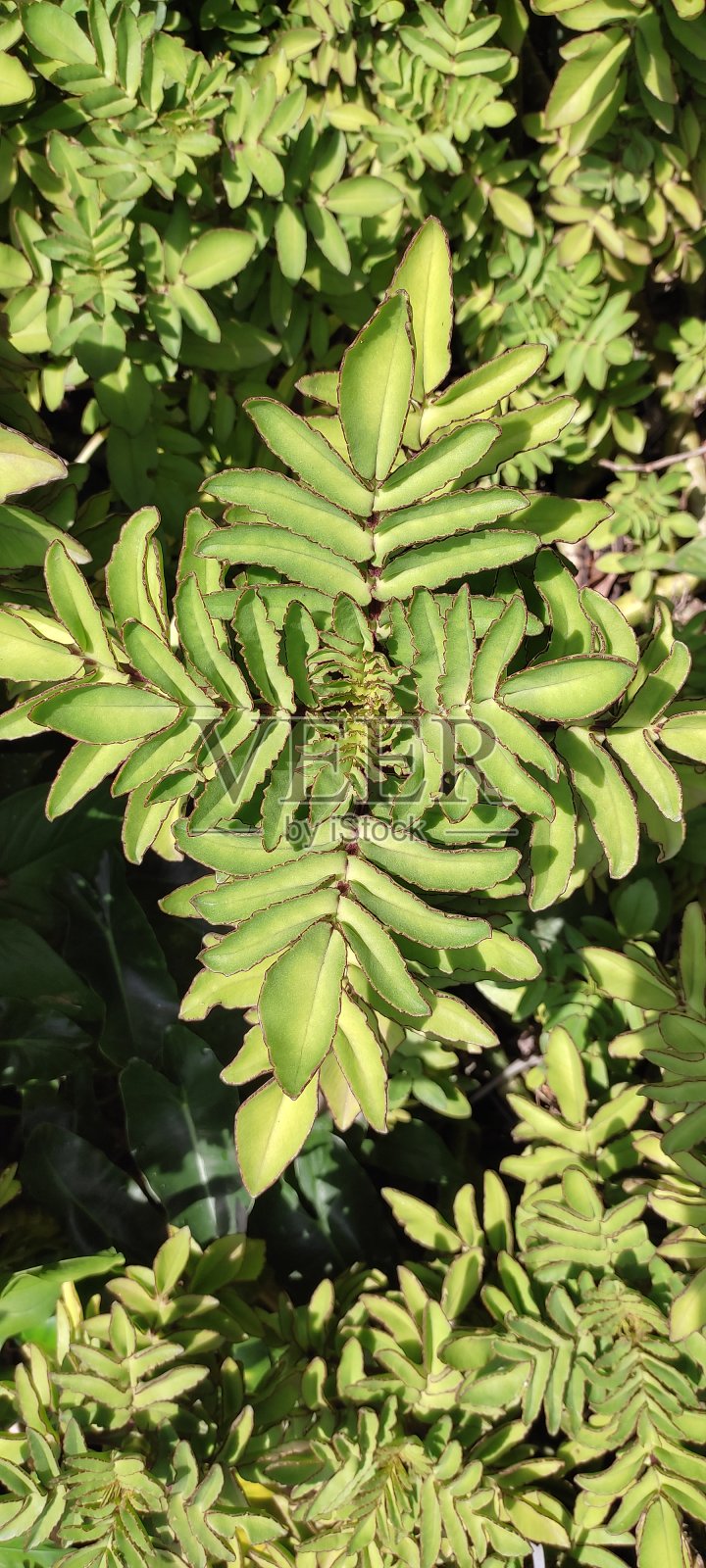 对称的植物照片摄影图片