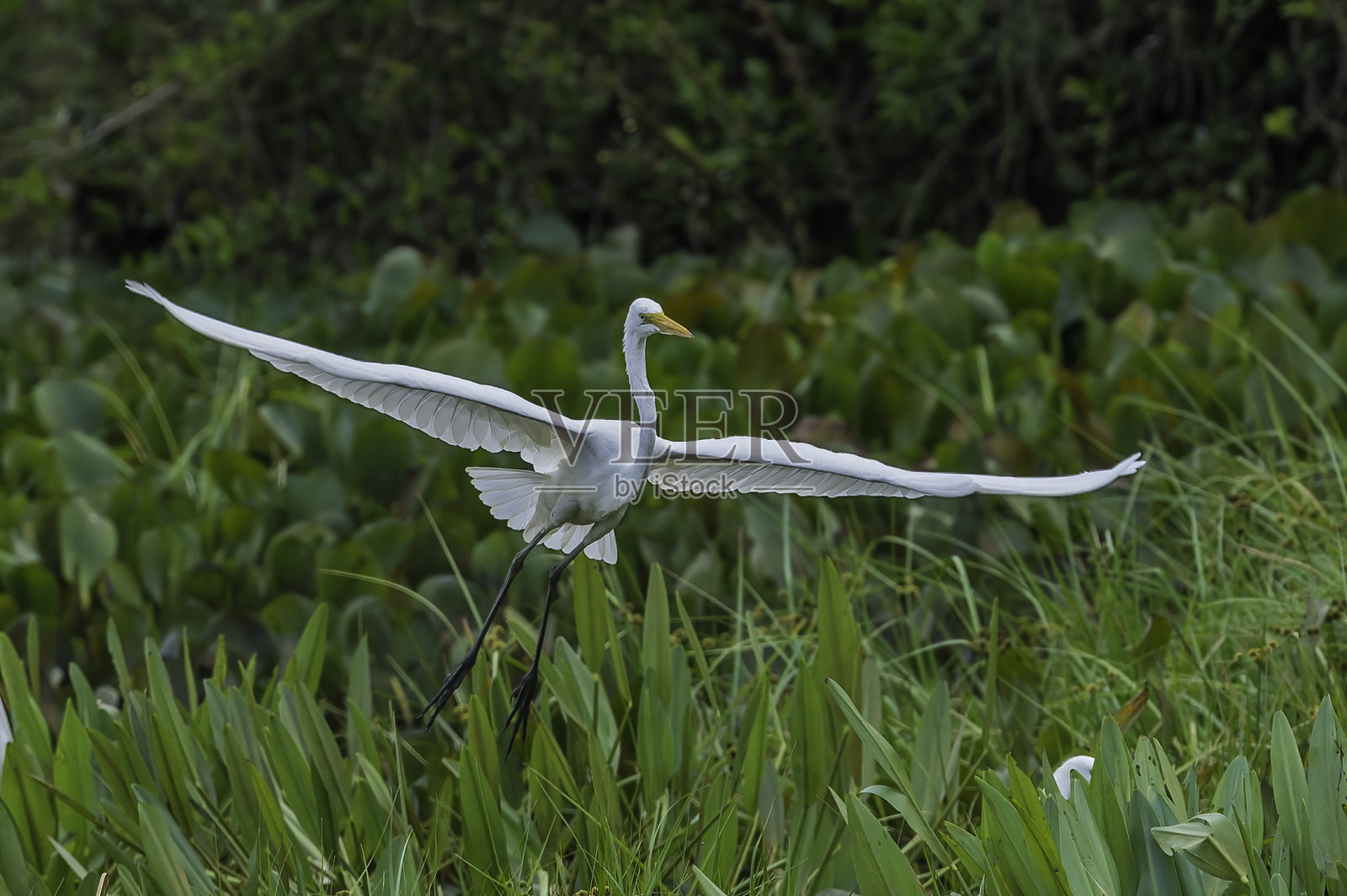 大白鹭(Ardea alba)，也被称为普通白鹭，发现在潘塔纳尔，巴西。飞行。照片摄影图片