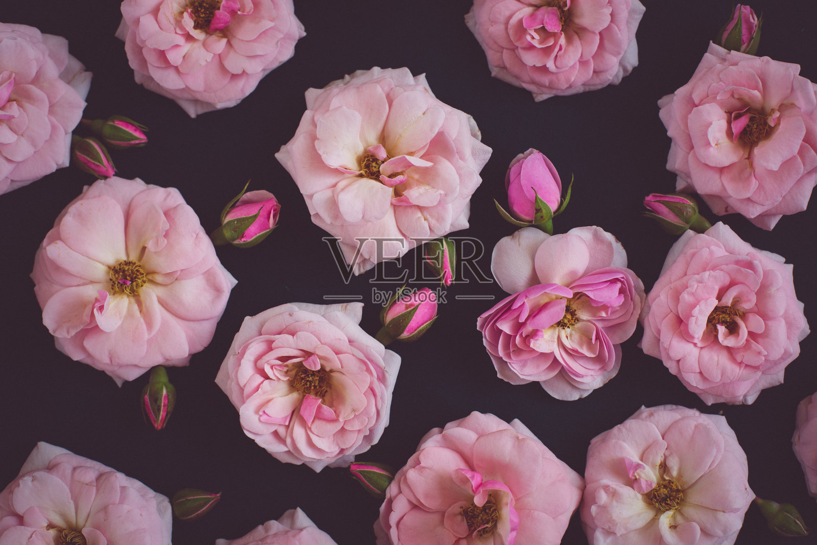 玫瑰flat-lay照片摄影图片