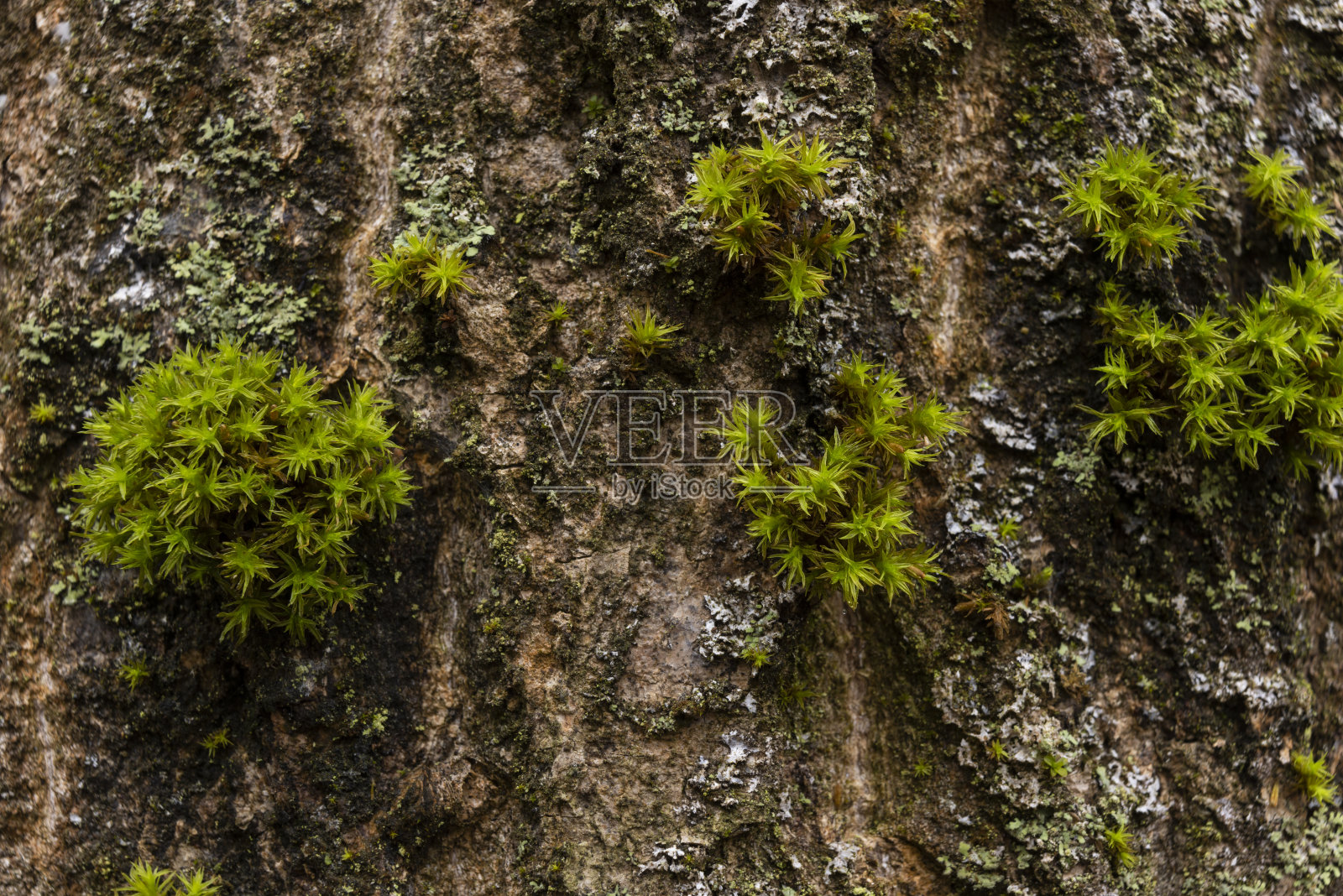 冬天在树上生长的白藜藓照片摄影图片