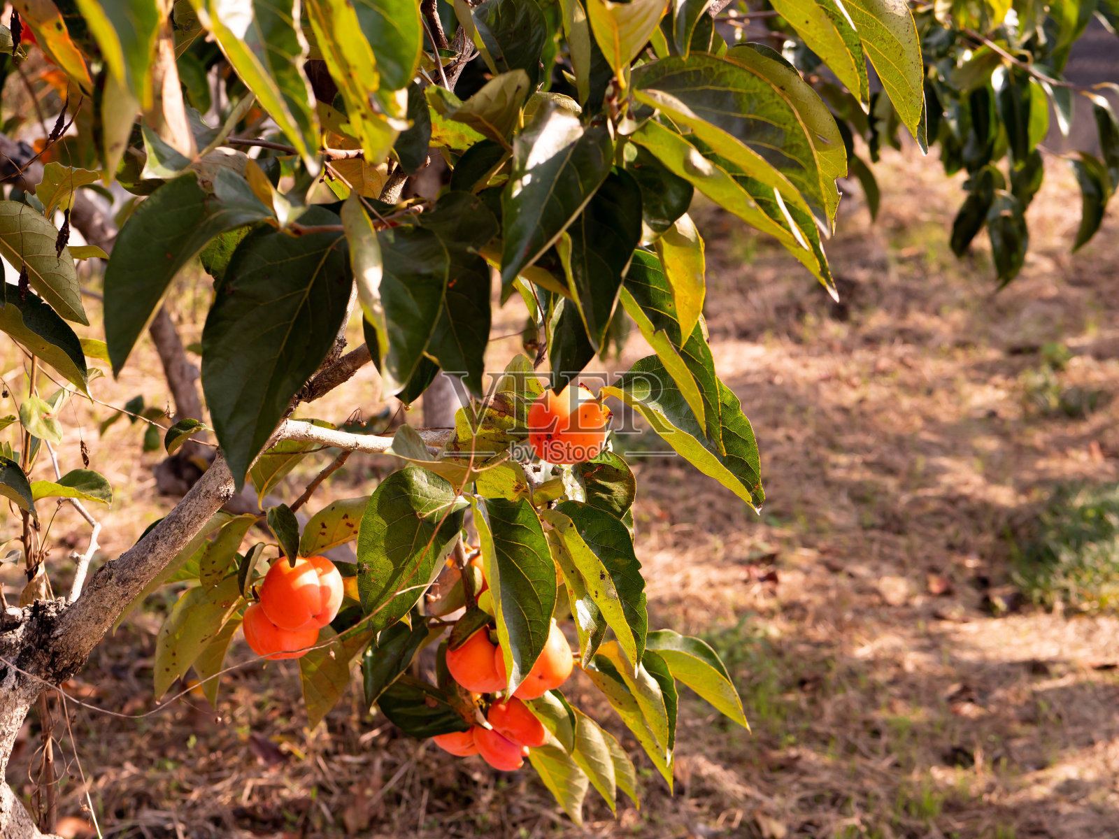 柿子树。日本乡村的柿子农场。照片摄影图片