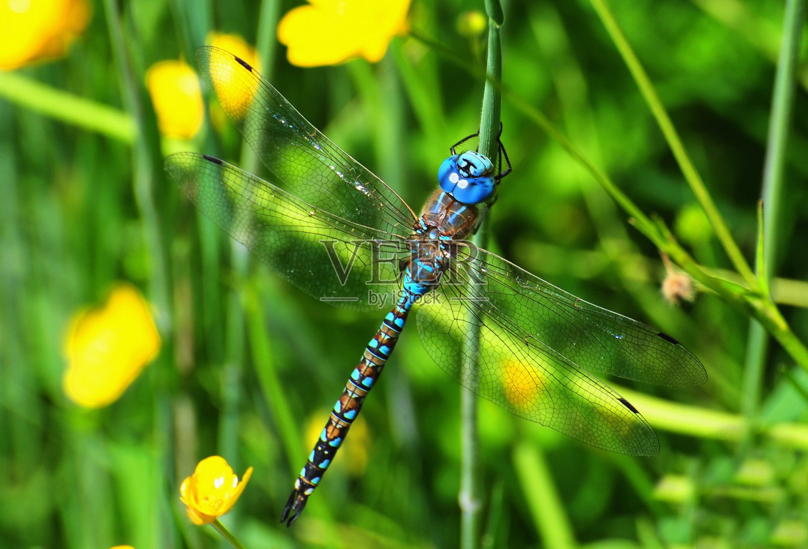 流动小贩蜻蜓照片摄影图片