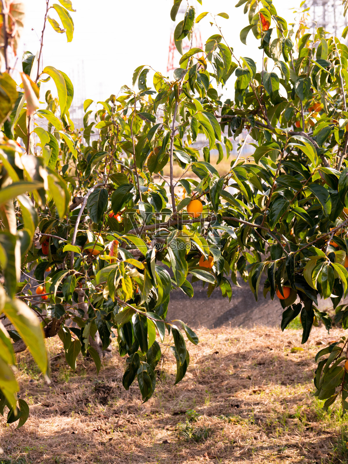 柿子树。日本乡村的柿子农场。照片摄影图片