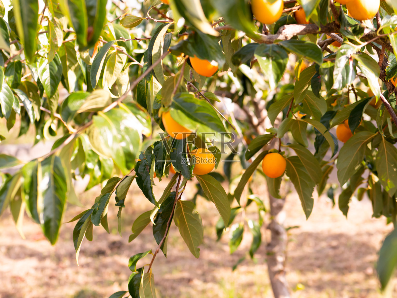 柿子树。日本乡村的柿子农场。照片摄影图片