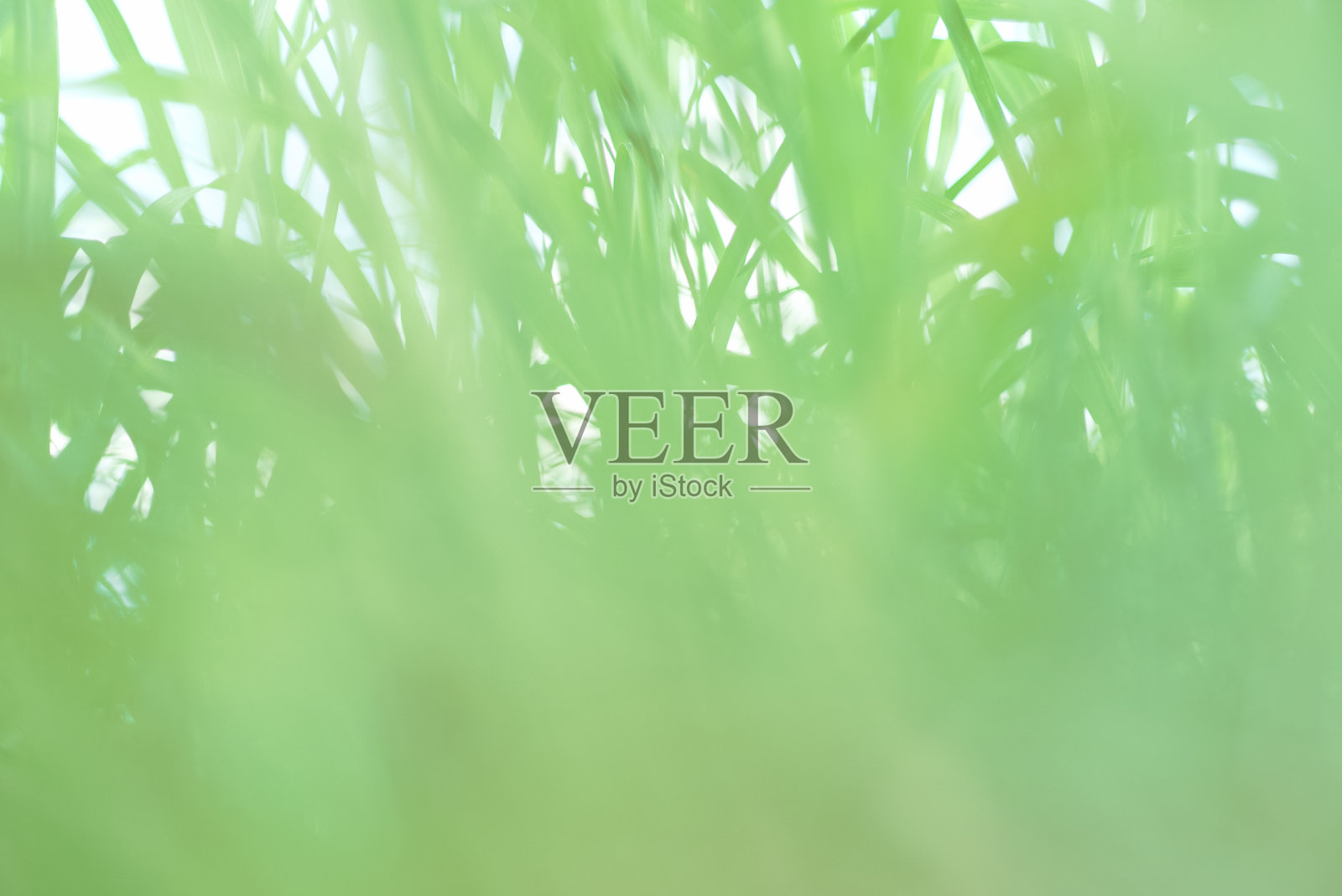 绿草散景照片摄影图片