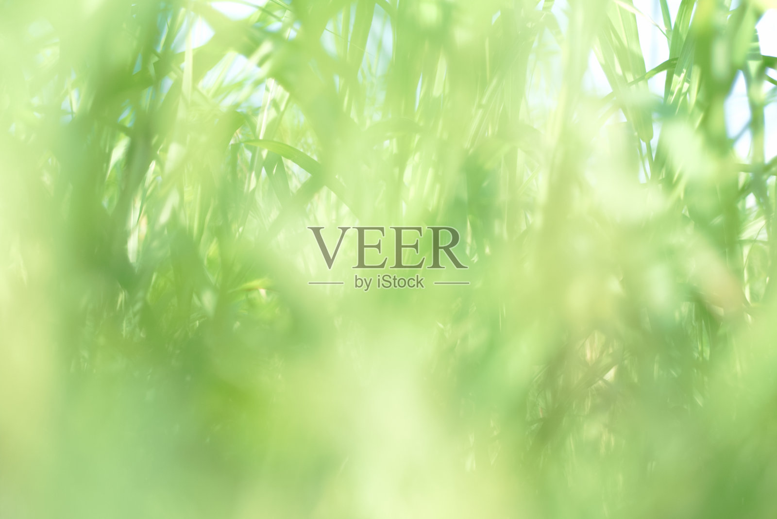 绿草散景照片摄影图片