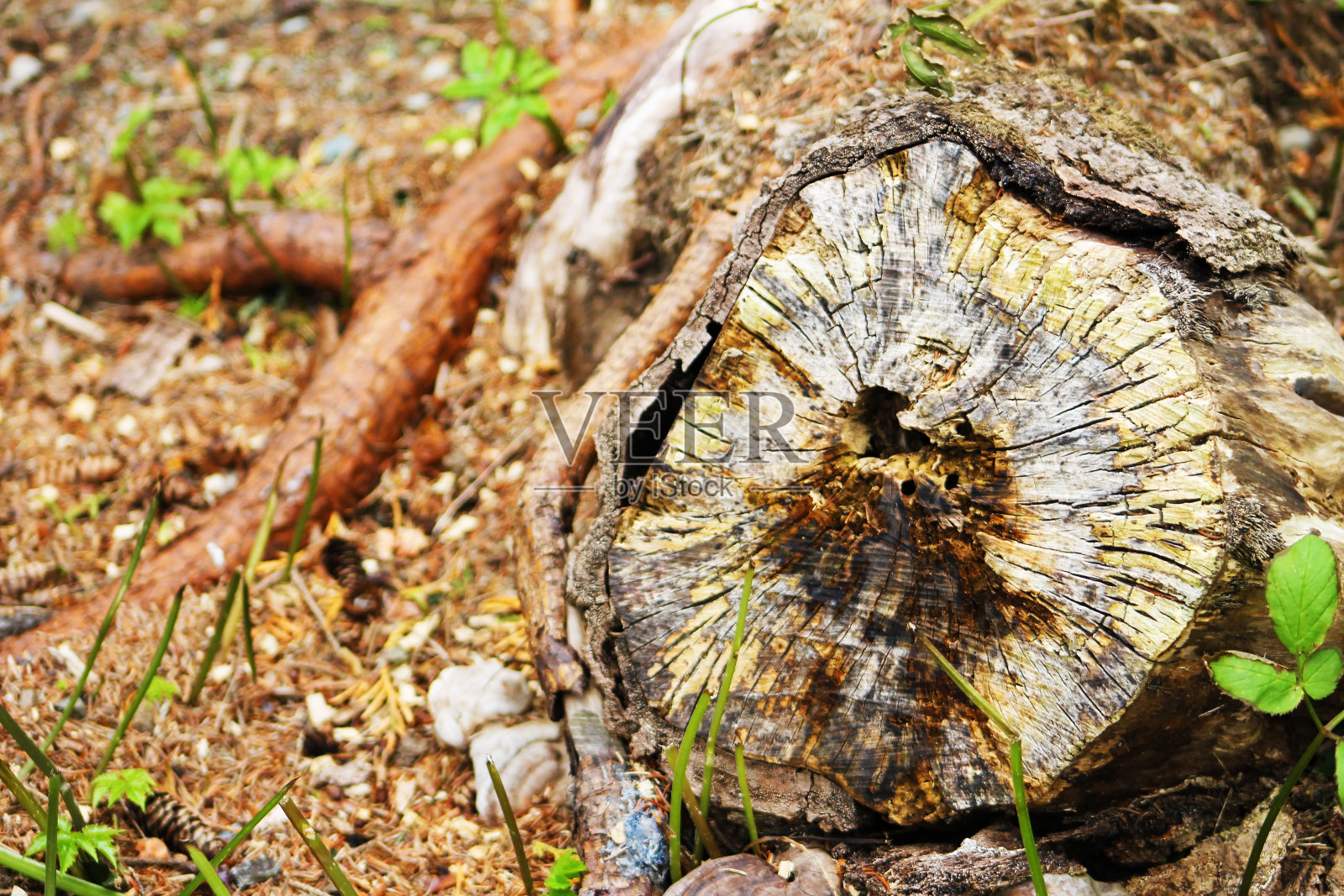 树桩照片摄影图片