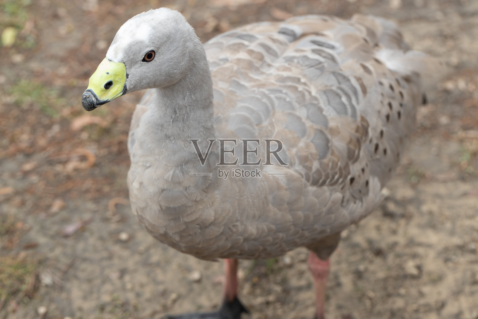 角贫瘠的鹅照片摄影图片