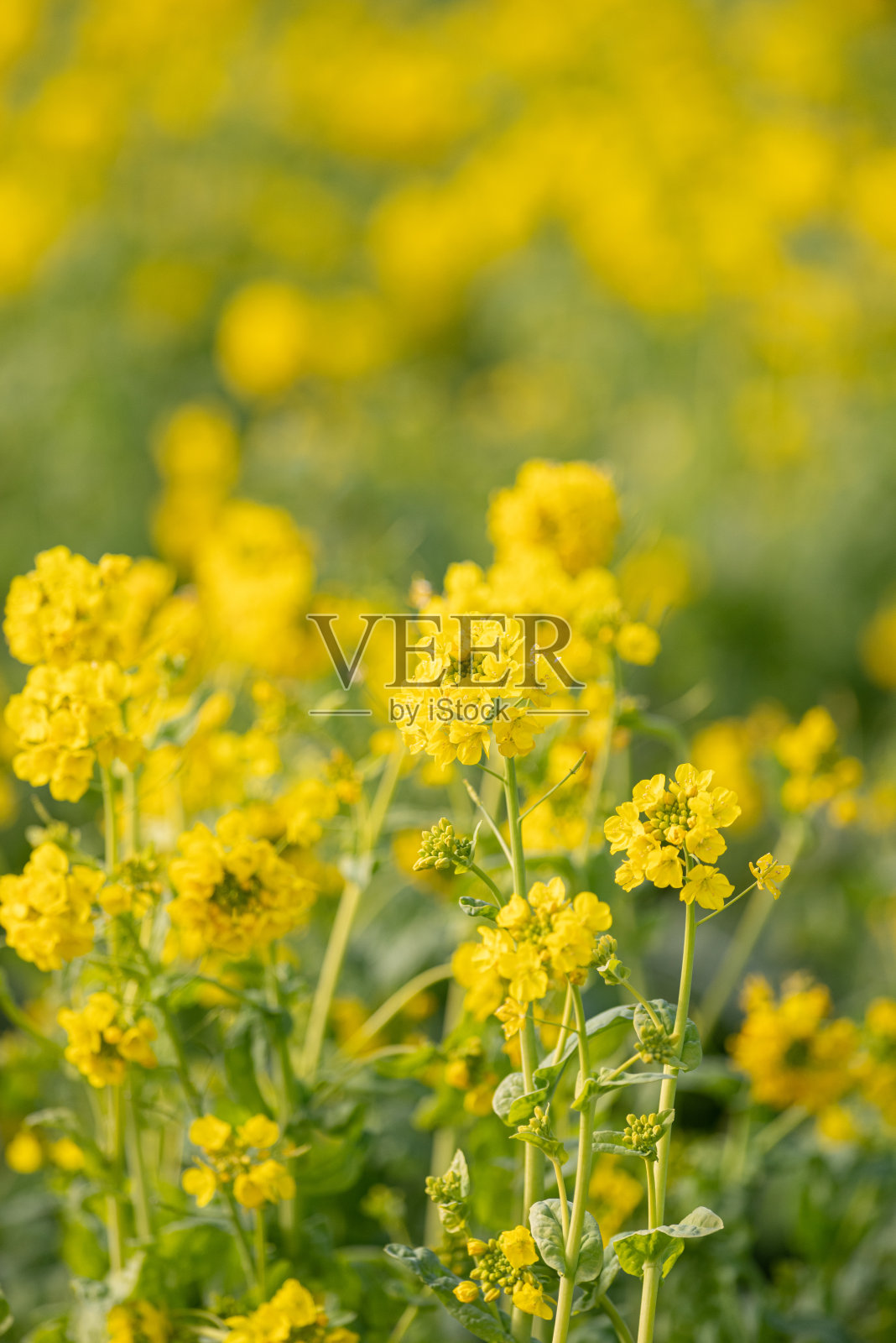 油菜花照片摄影图片