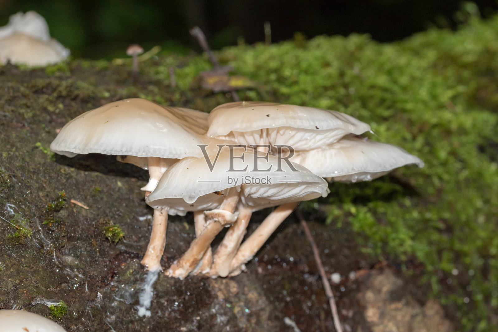 倒下的树上有白色的蘑菇。照片摄影图片