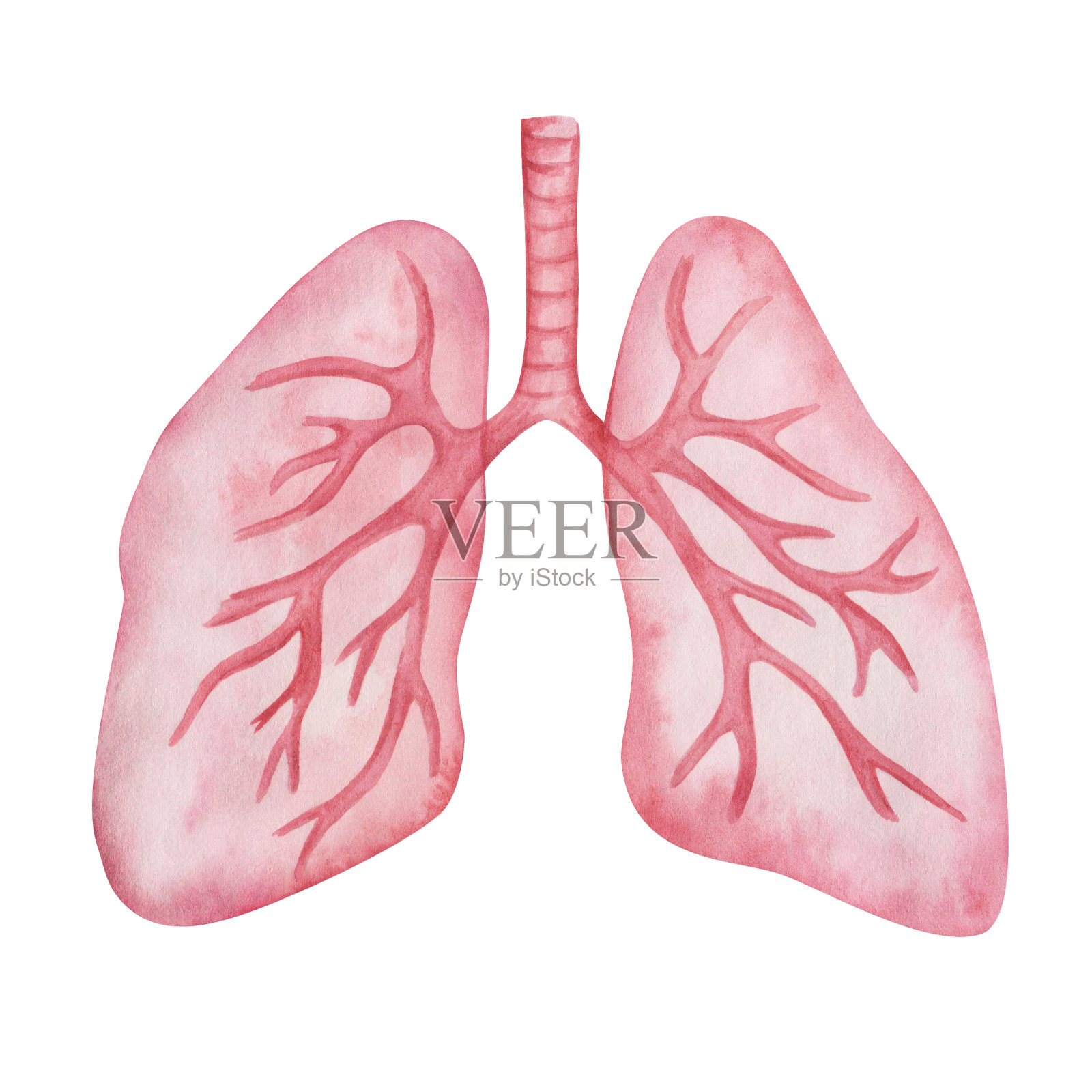 手绘的粉红色水彩画健康人体肺的抽象解剖方案。孤立在白色剪贴画元素上。医疗保健旗帜呼吸系统、内脏器官插画图片素材