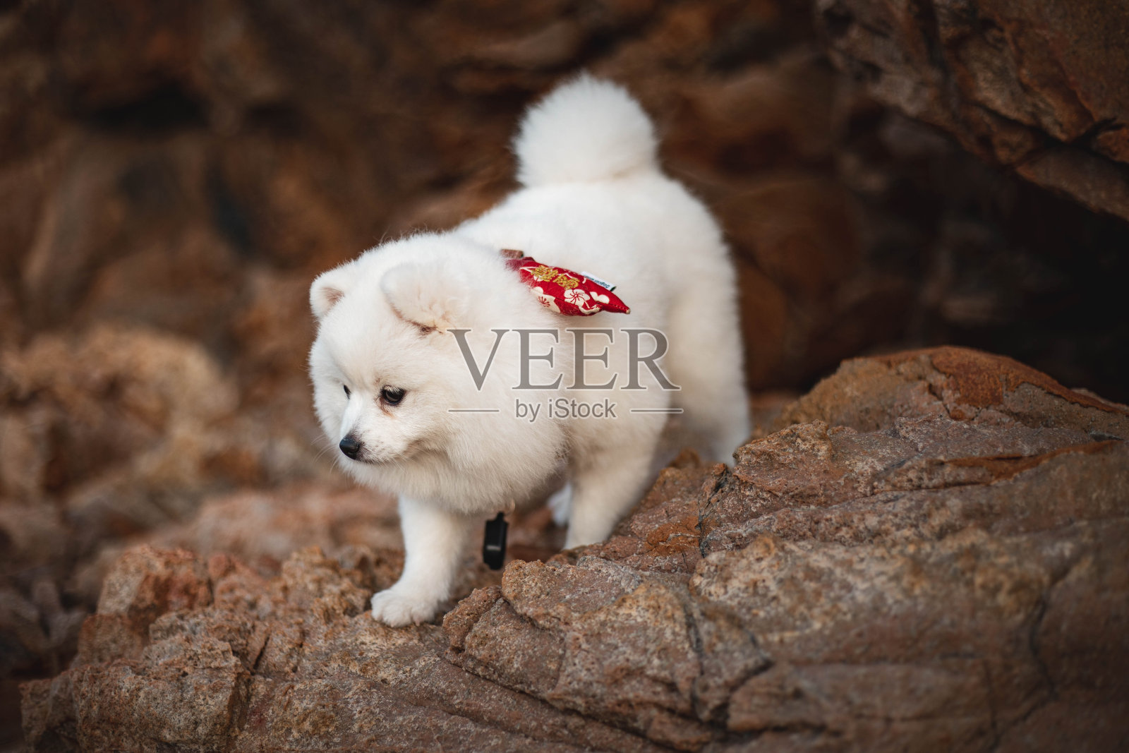 小狗的探险家照片摄影图片