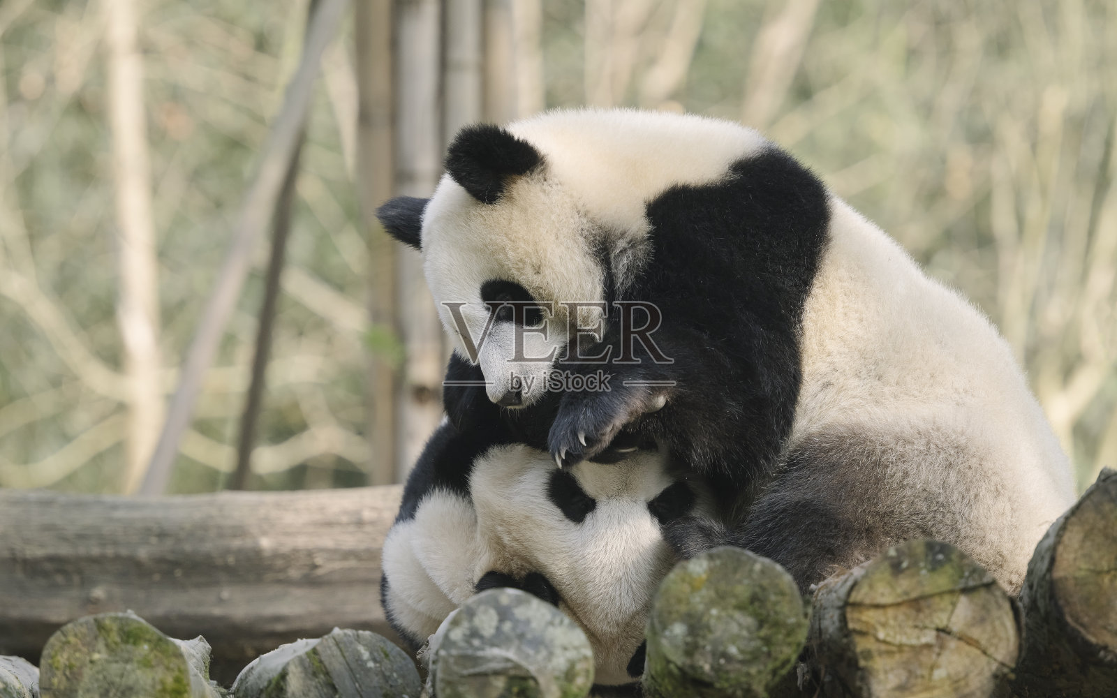 两只喧闹的成都大熊猫照片摄影图片