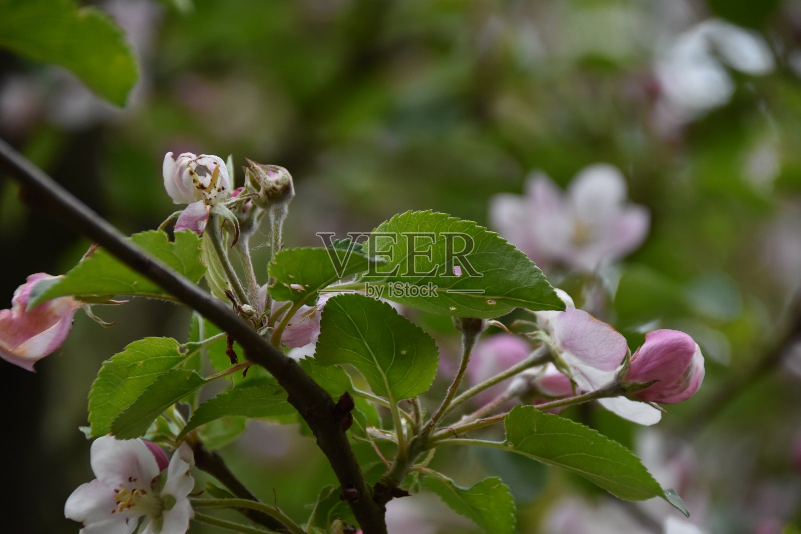 粉红色的苹果的花。照片摄影图片
